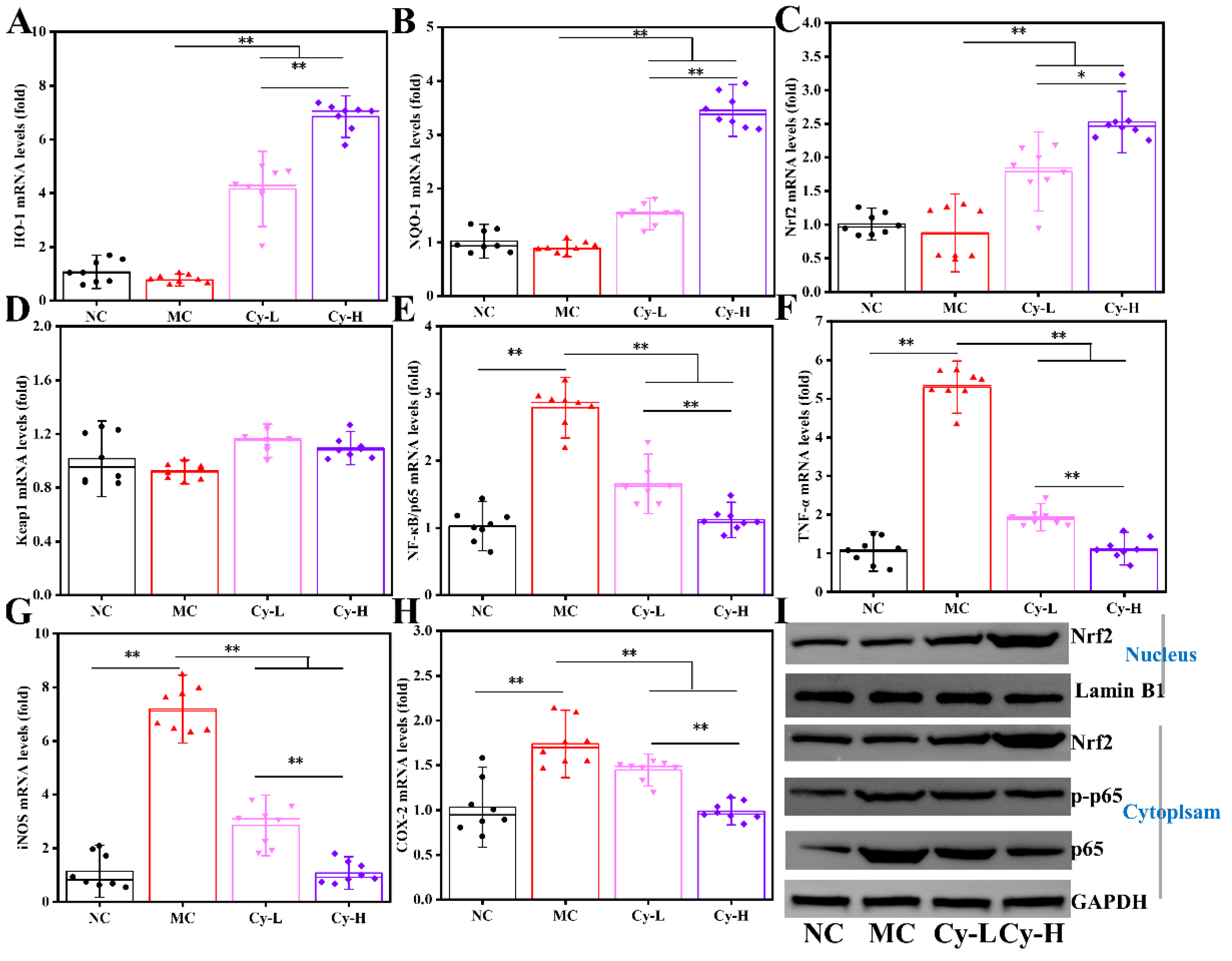 Antioxidants 11 02383 g006 Antioxidants 11 02383 g006