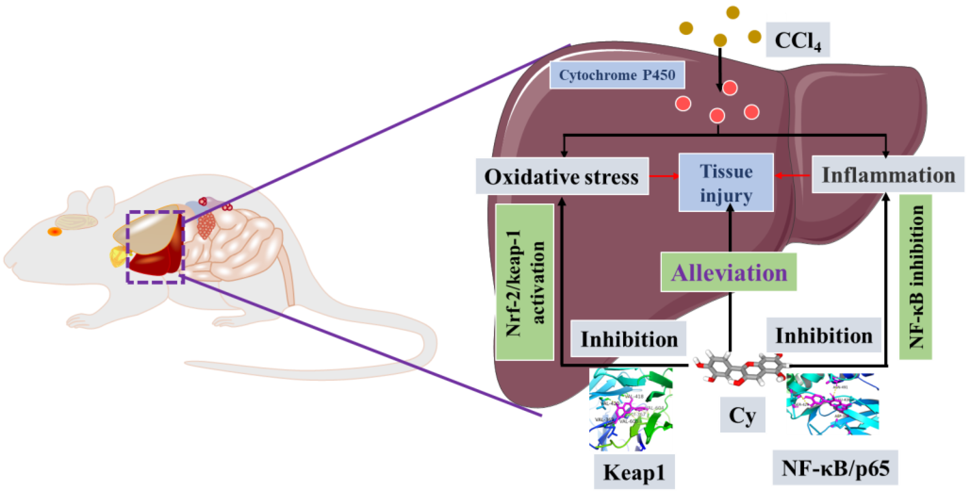 Antioxidants 11 02383 sch002 Antioxidants 11 02383 sch002