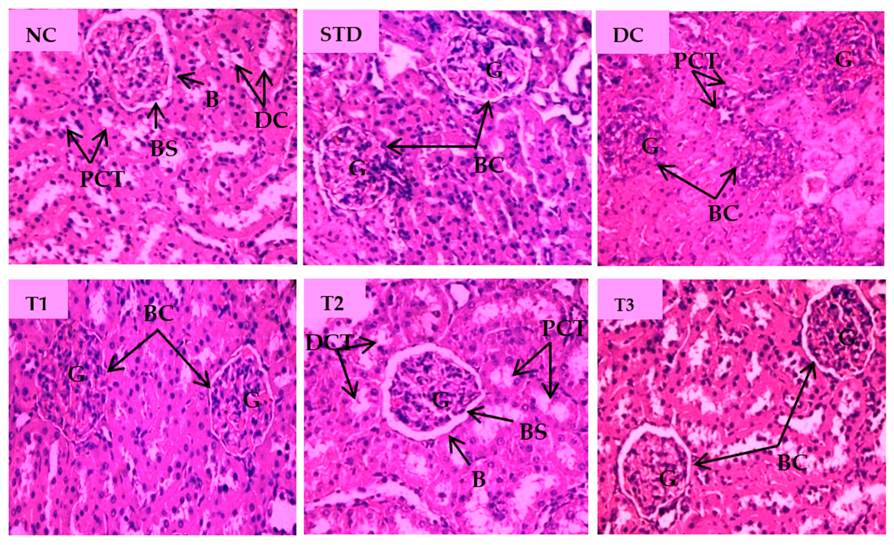 Antioxidants 11 02398 g006 Antioxidants 11 02398 g006