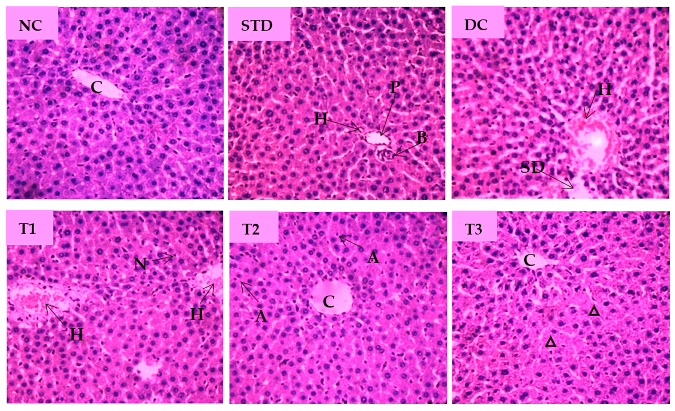 Antioxidants 11 02398 g007 Antioxidants 11 02398 g007
