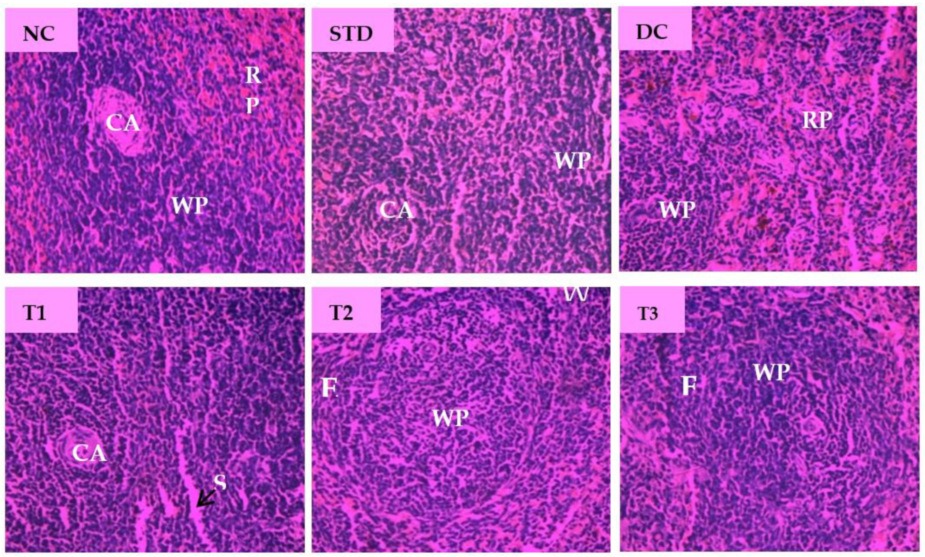 Antioxidants 11 02398 g008 Antioxidants 11 02398 g008