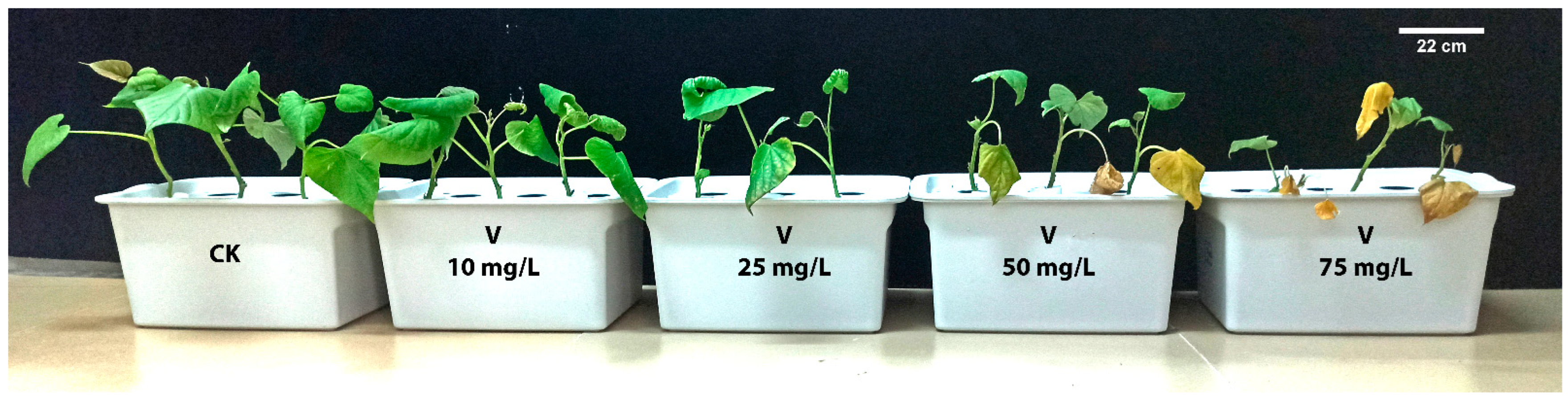 Antioxidants 11 02407 g001 Antioxidants 11 02407 g001