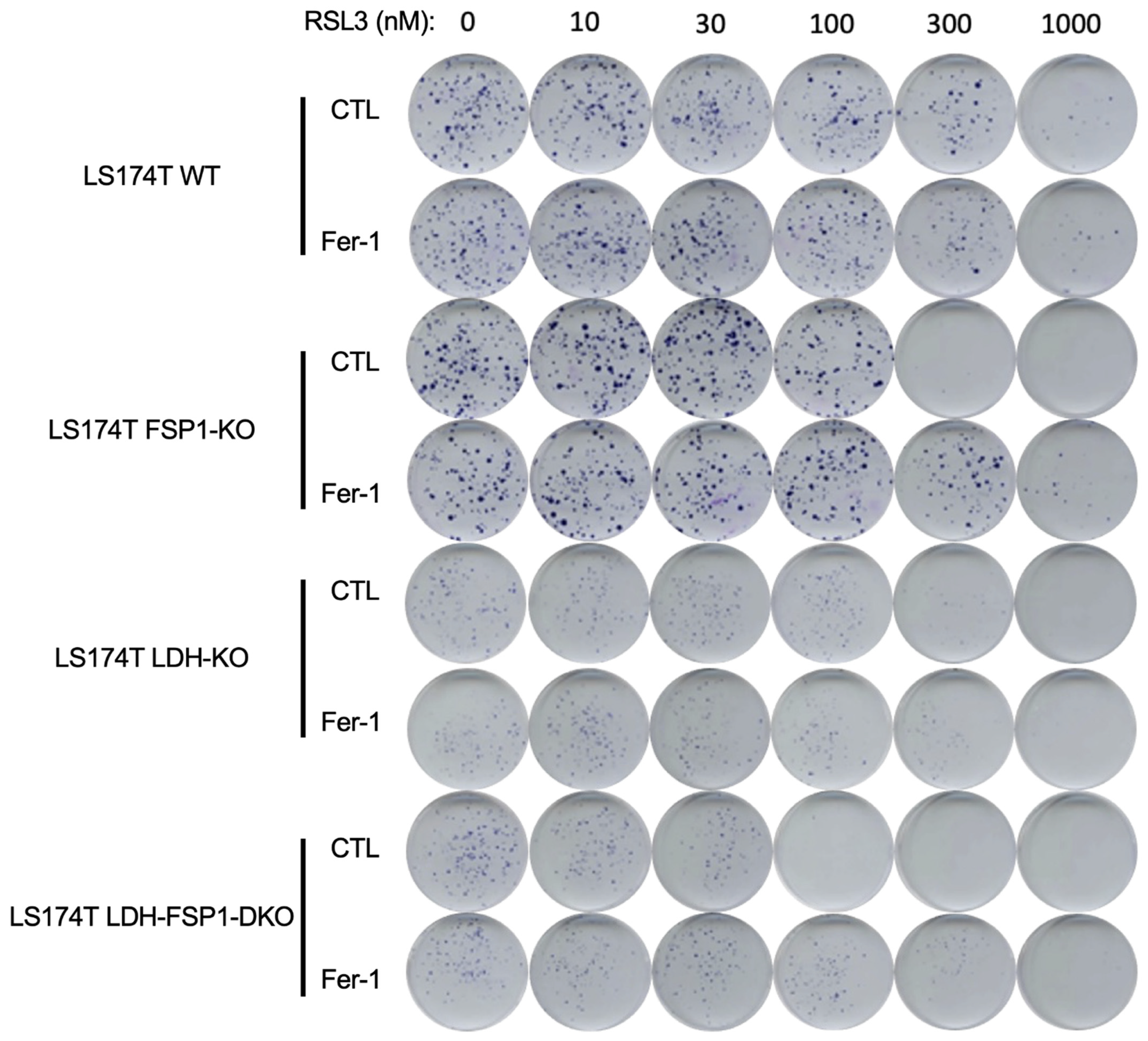 Antioxidants 11 02412 g005