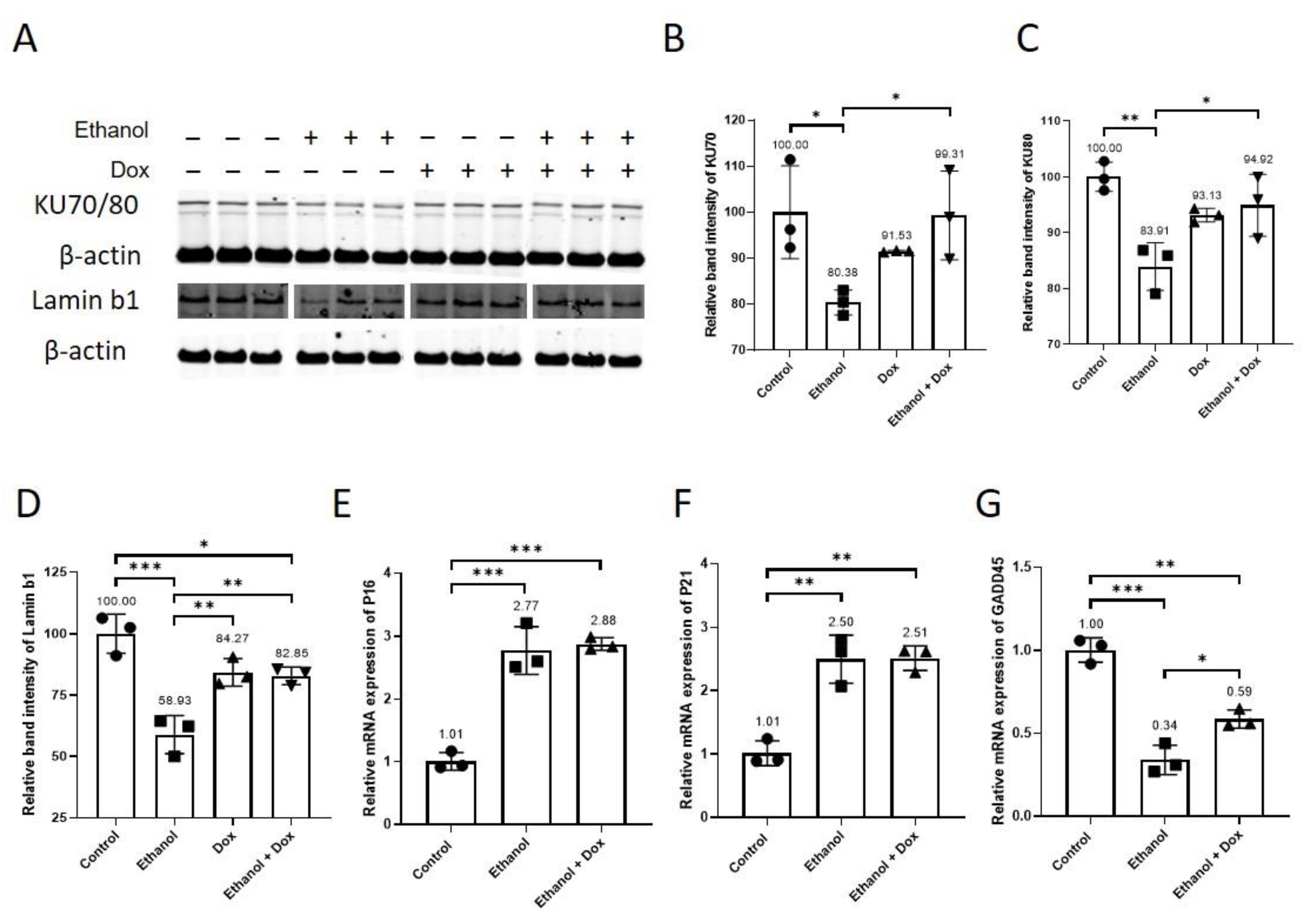 Antioxidants 11 02413 g004 Antioxidants 11 02413 g004