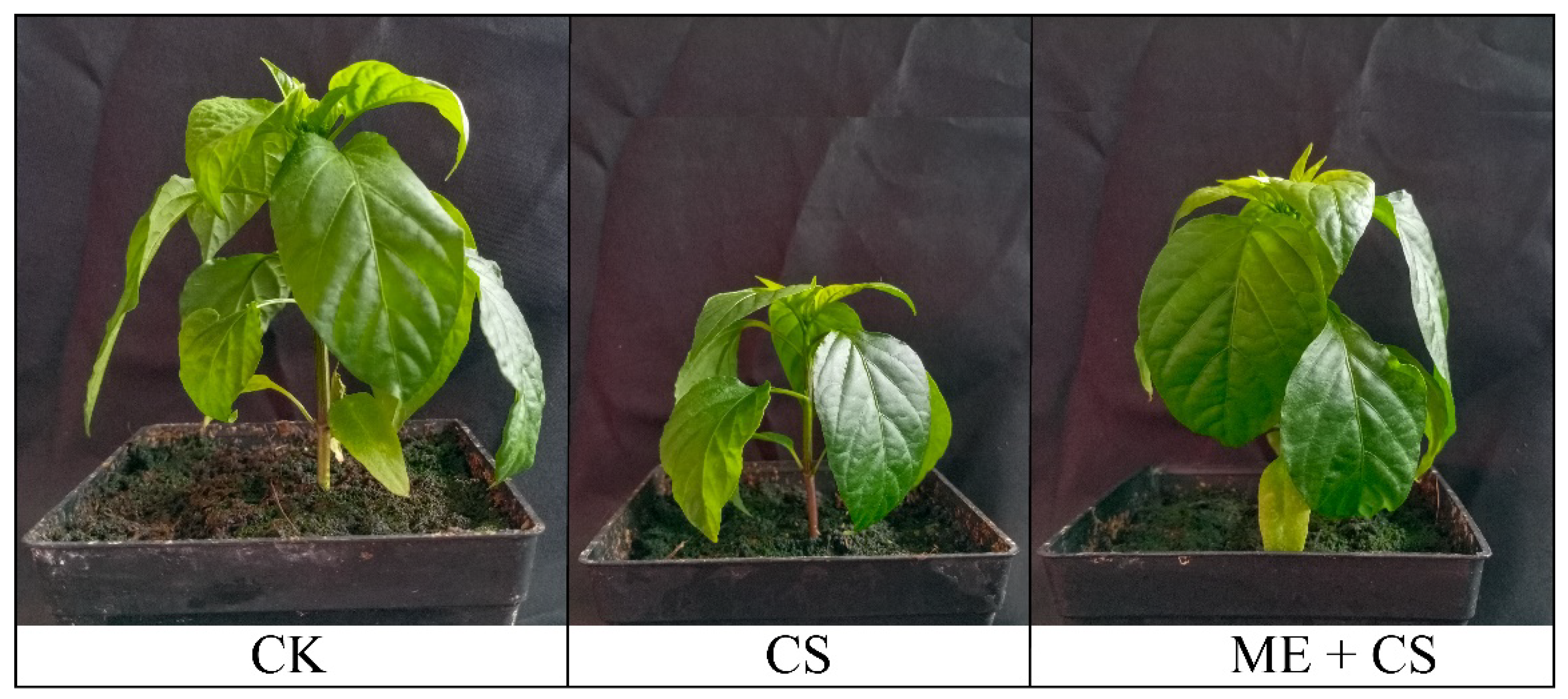 Antioxidants 11 02414 g001 Antioxidants 11 02414 g001
