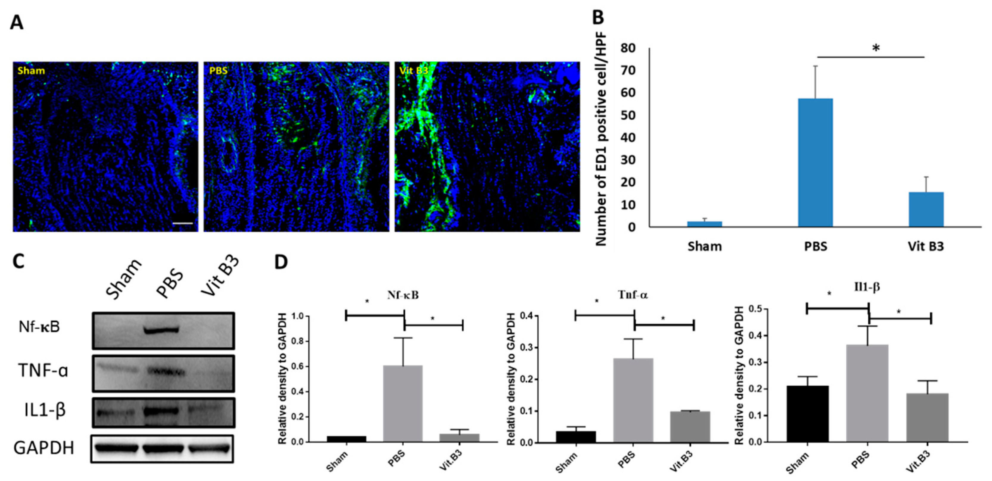 Antioxidants 11 02422 g004 Antioxidants 11 02422 g004