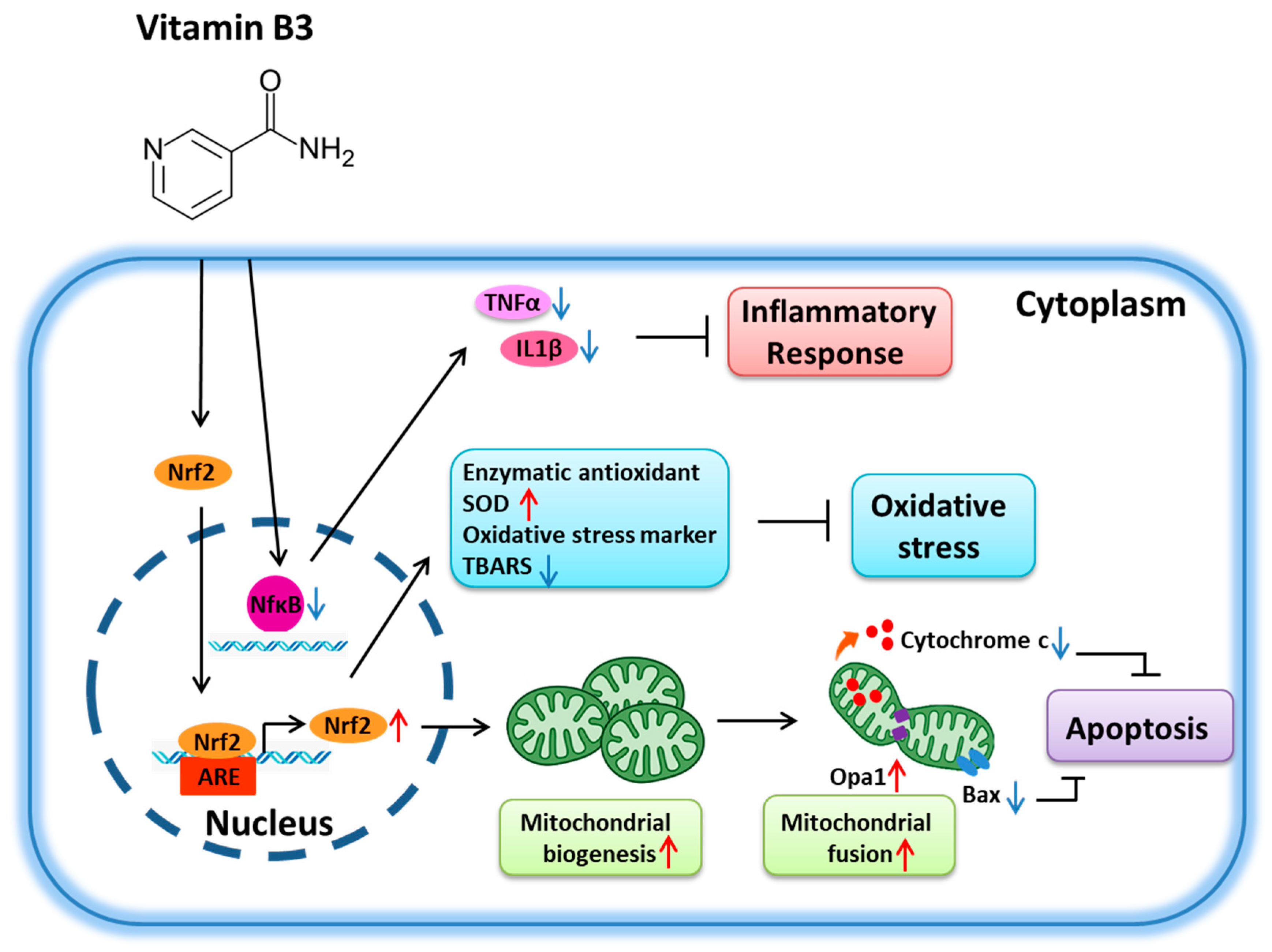 Antioxidants 11 02422 g007 Antioxidants 11 02422 g007