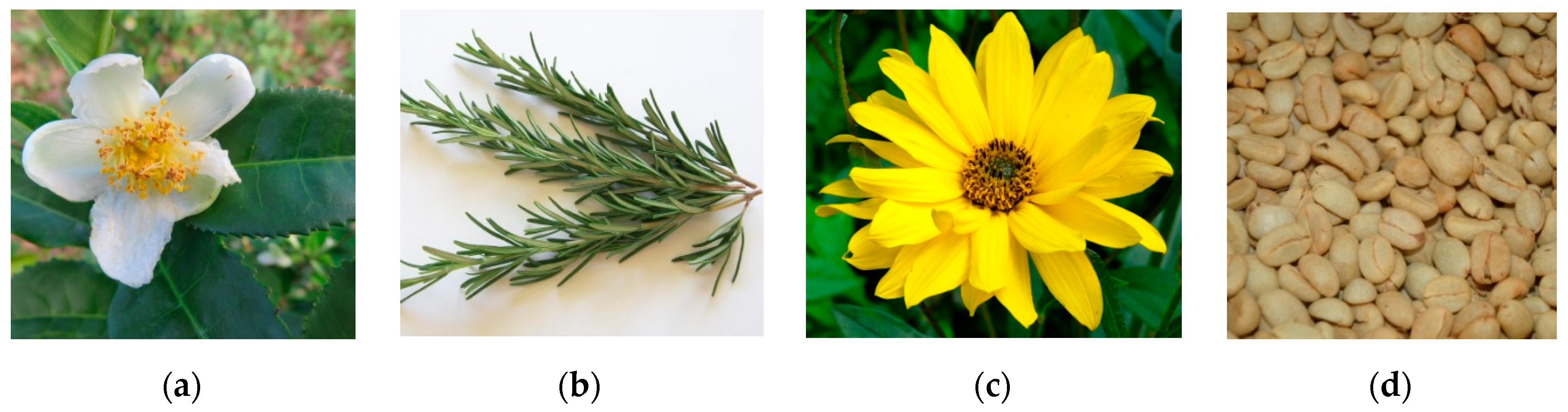 Antioxidants 11 02427 g003 Antioxidants 11 02427 g003