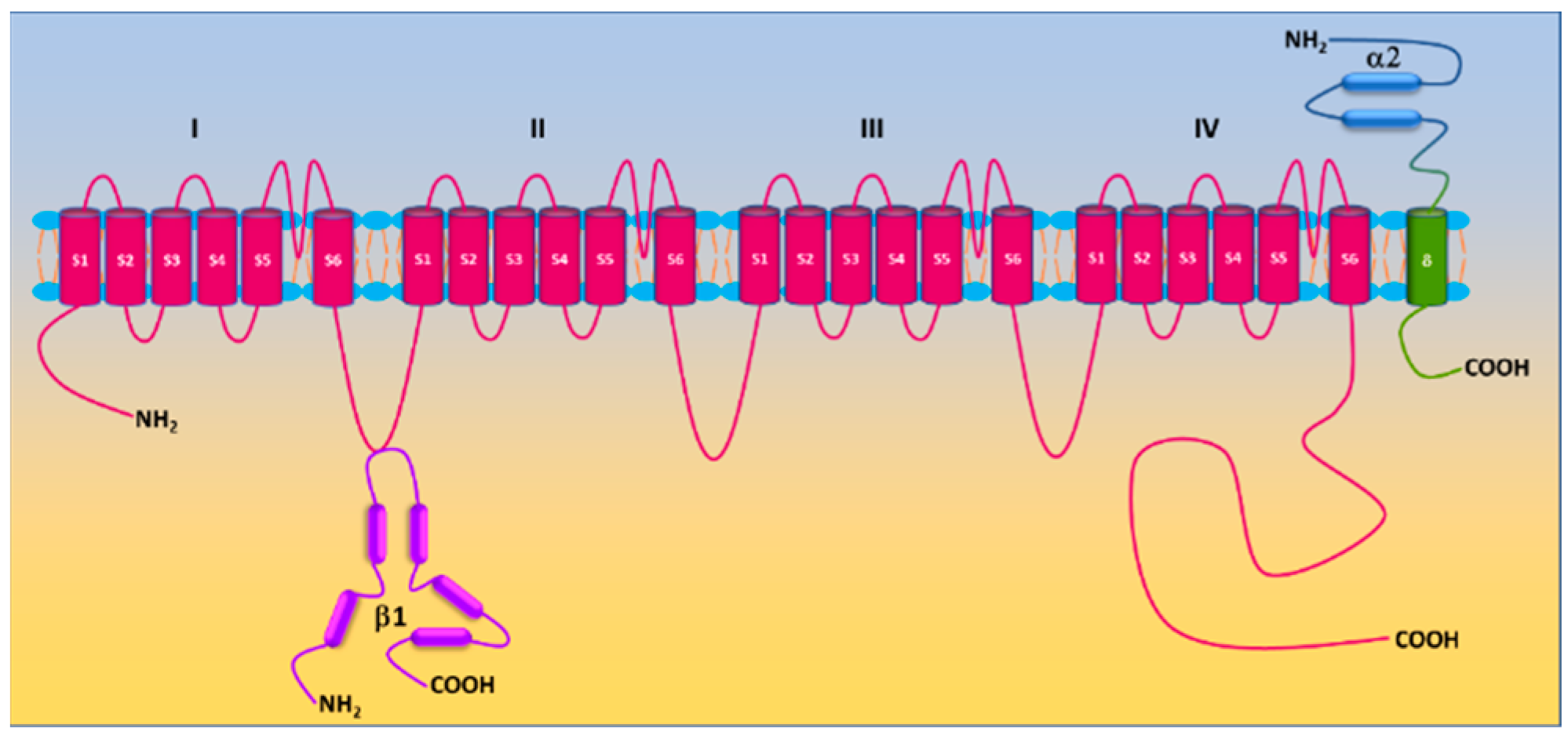 Antioxidants Free FullText Oxidative Regulation of Vascular Cav1.2 Channels Triggers