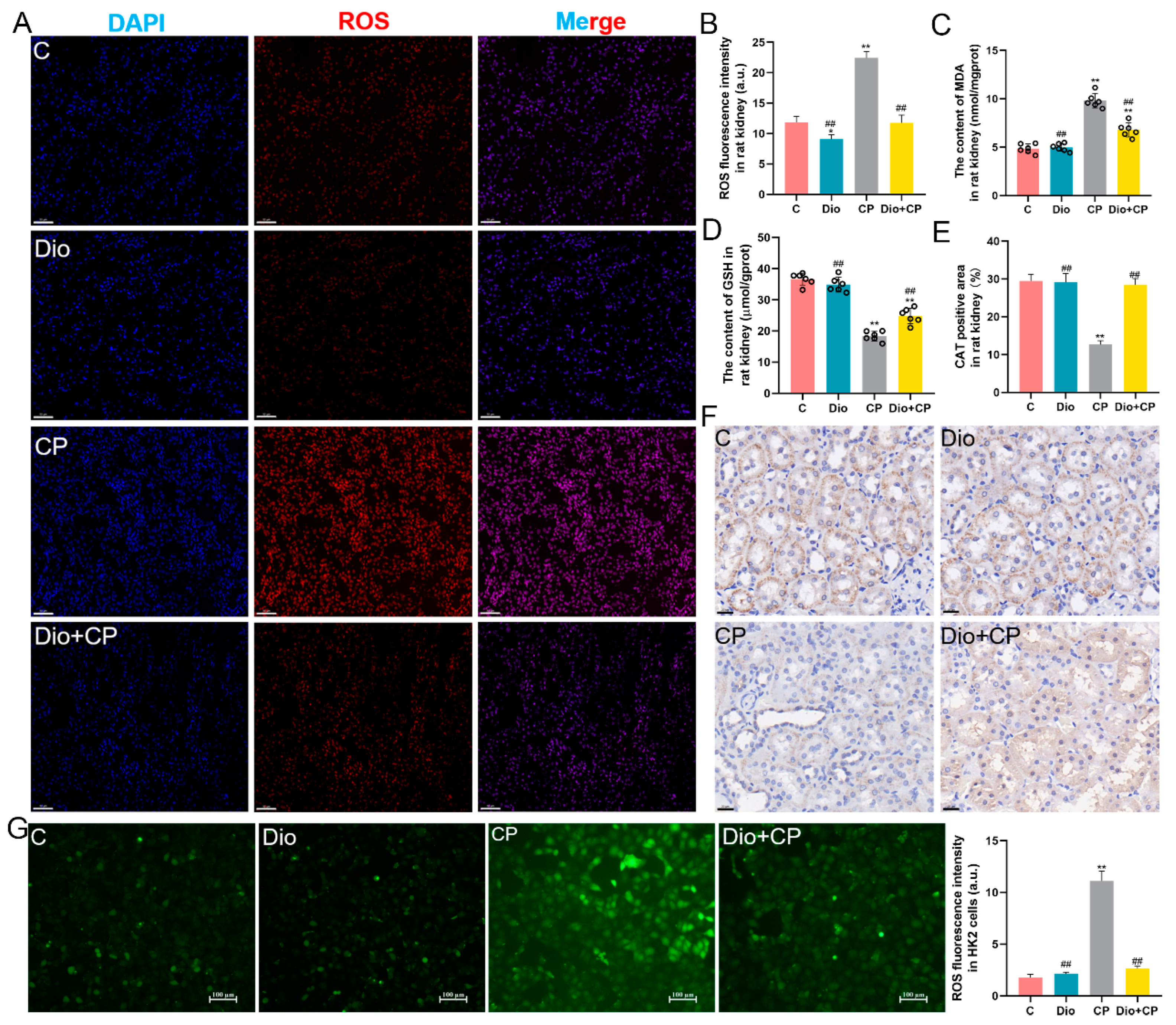 Antioxidants 11 02443 g002 Antioxidants 11 02443 g002
