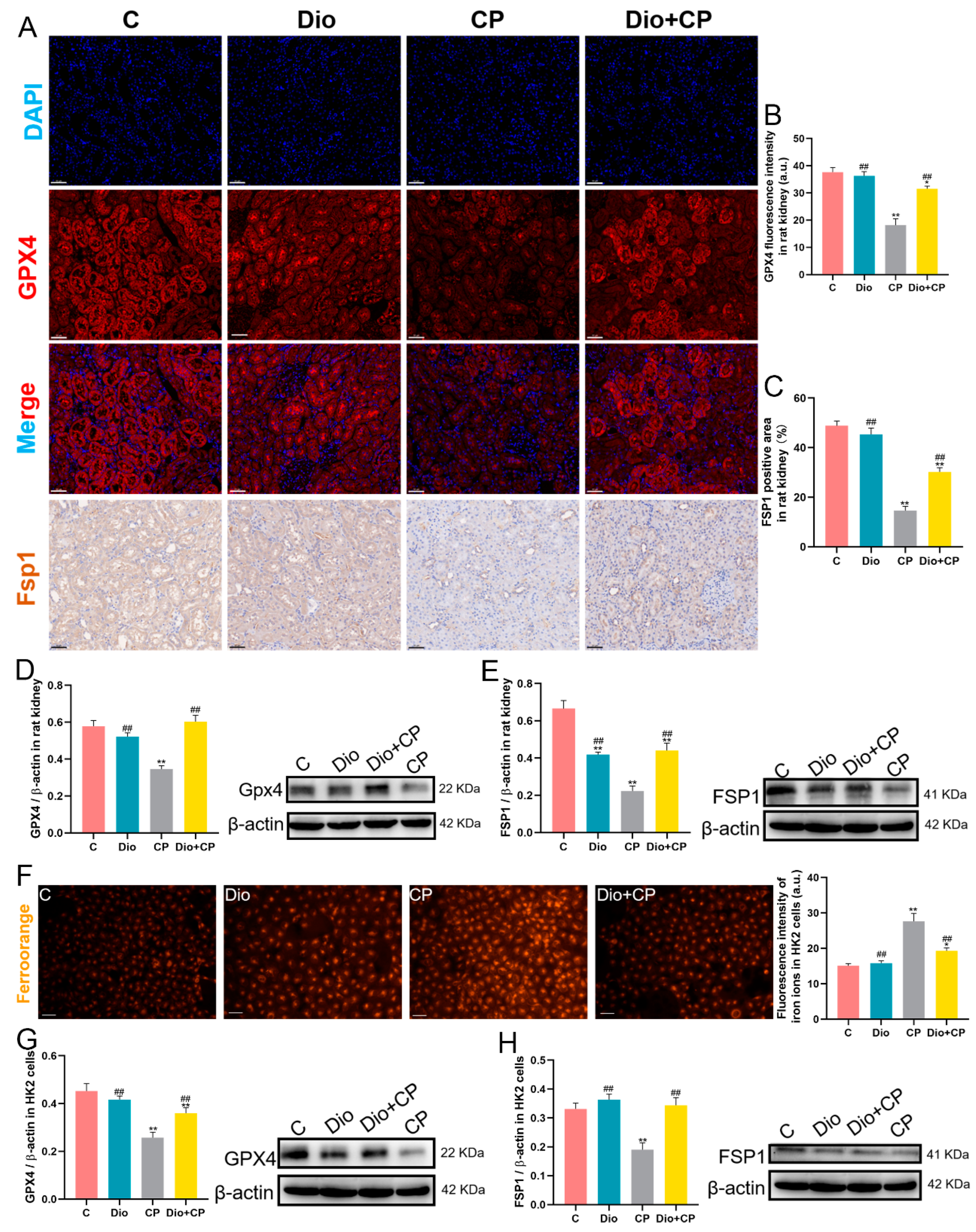 Antioxidants 11 02443 g004 Antioxidants 11 02443 g004