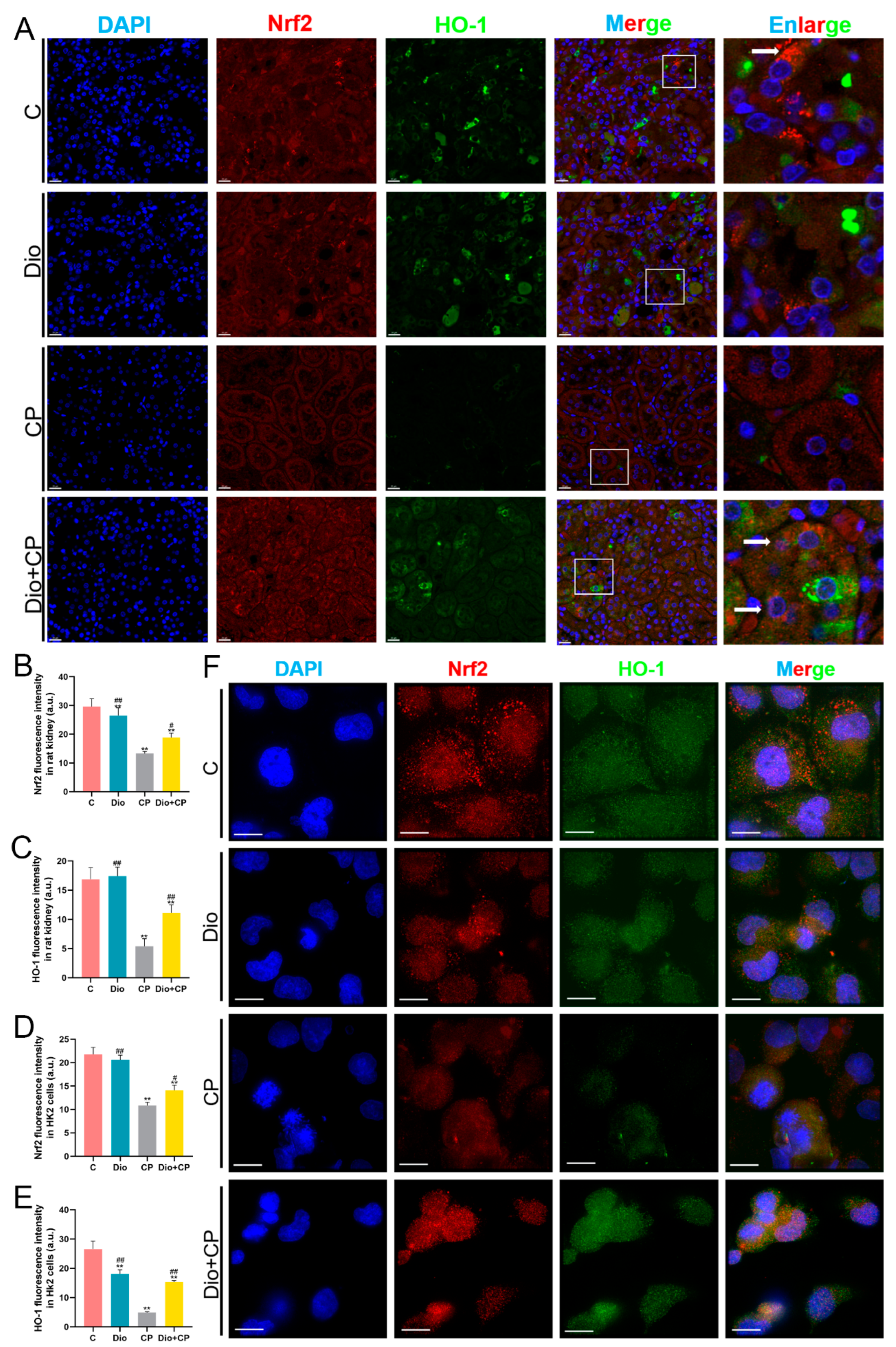 Antioxidants 11 02443 g005 Antioxidants 11 02443 g005