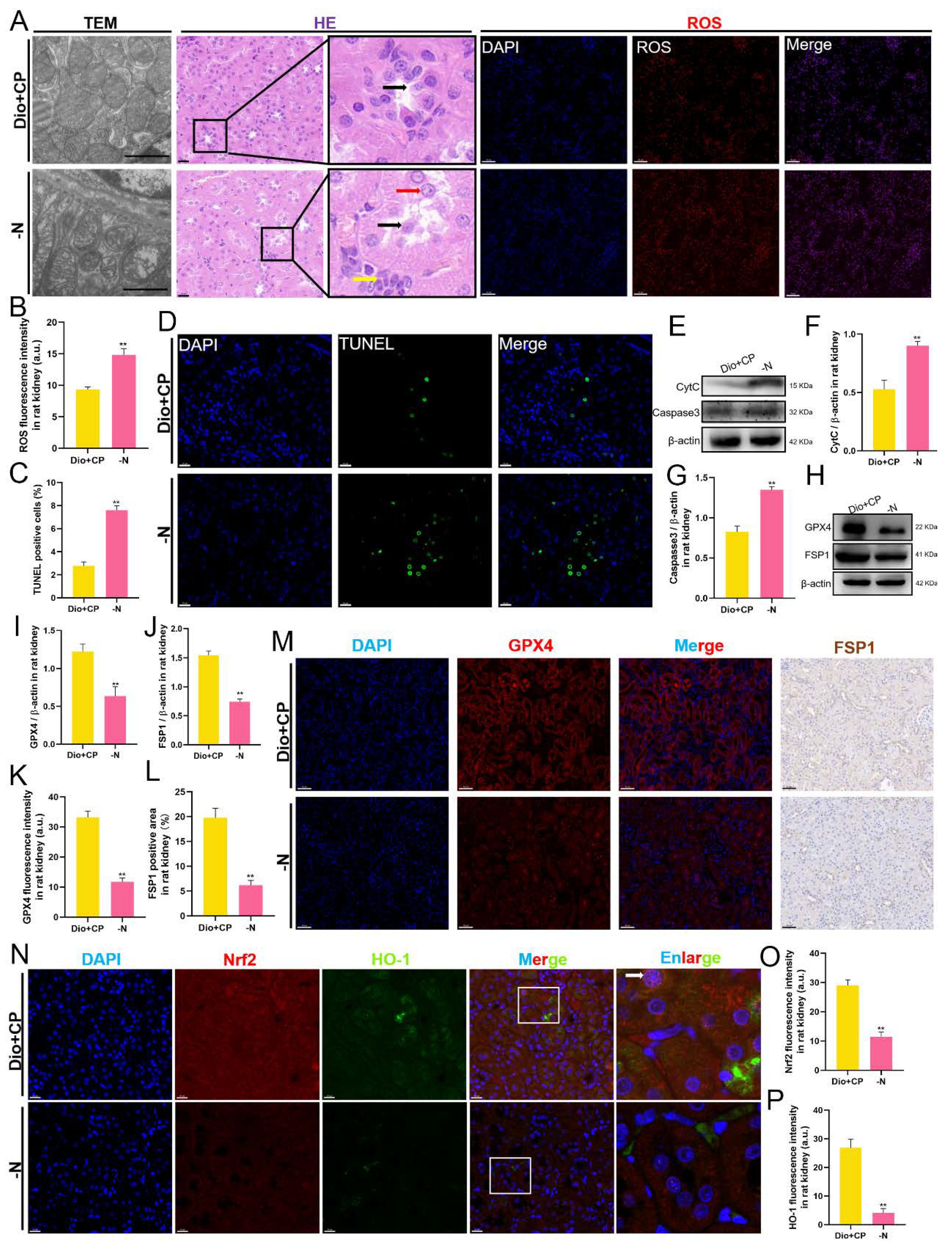 Antioxidants 11 02443 g006 Antioxidants 11 02443 g006