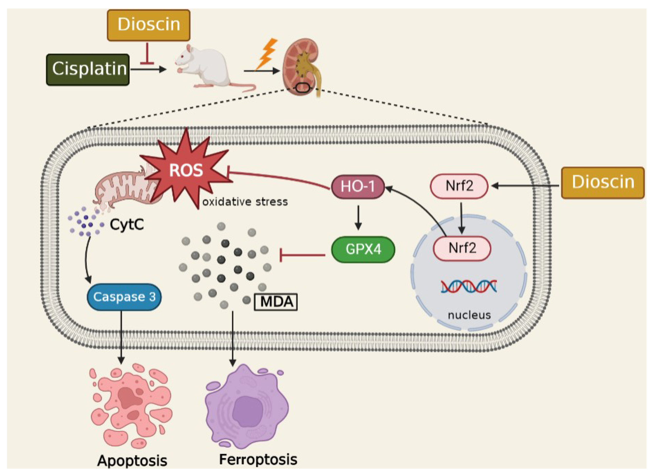 Antioxidants 11 02443 g008 Antioxidants 11 02443 g008