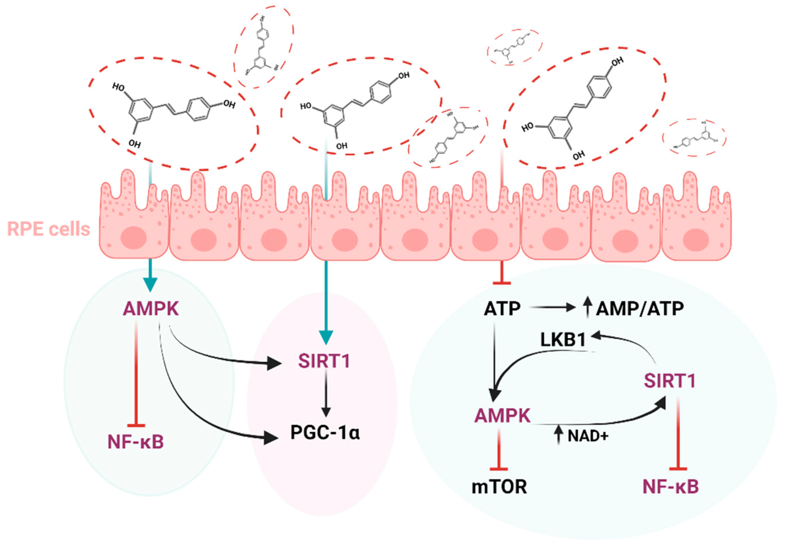 Antioxidants 11 02447 g005