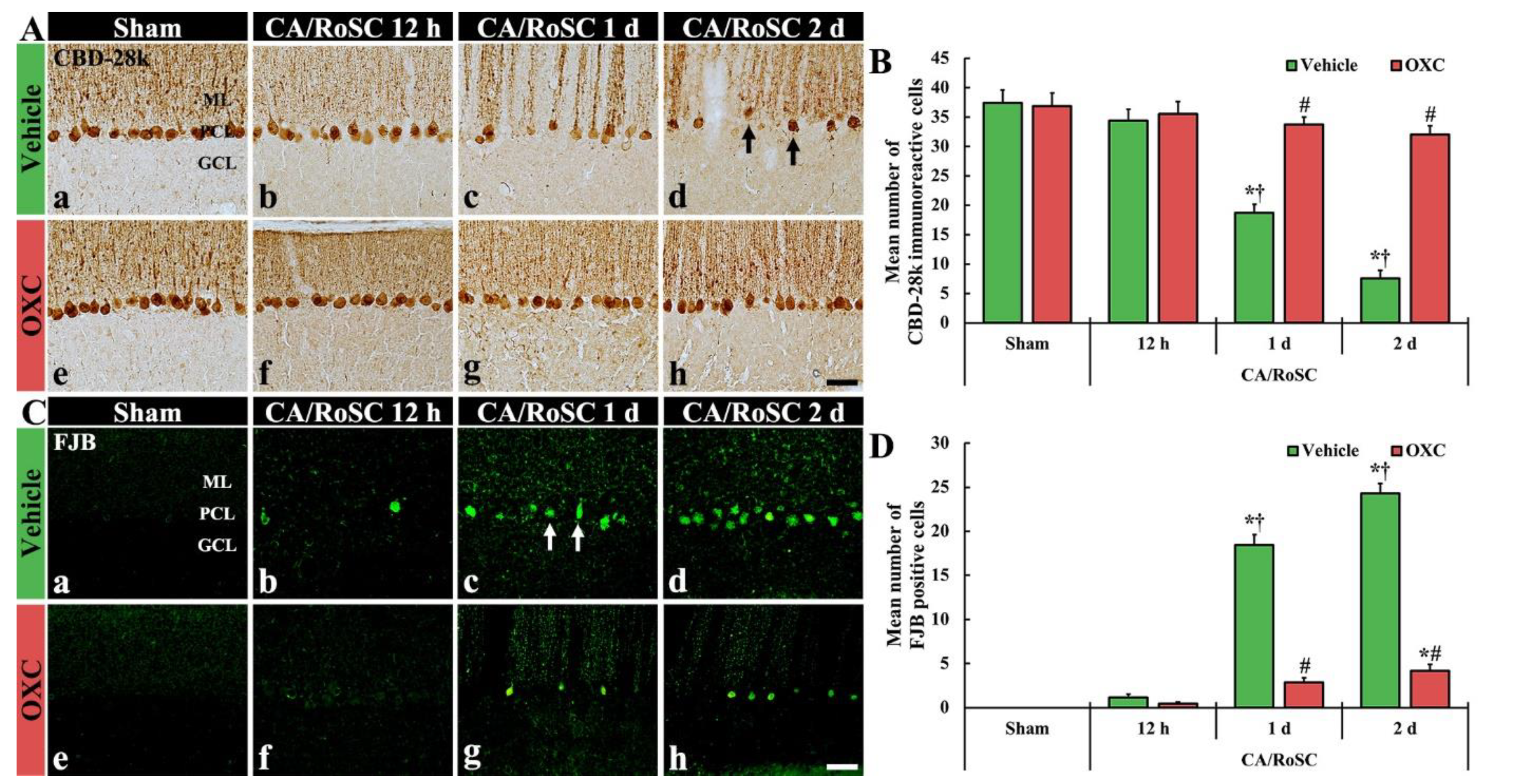 Antioxidants 11 02450 g003