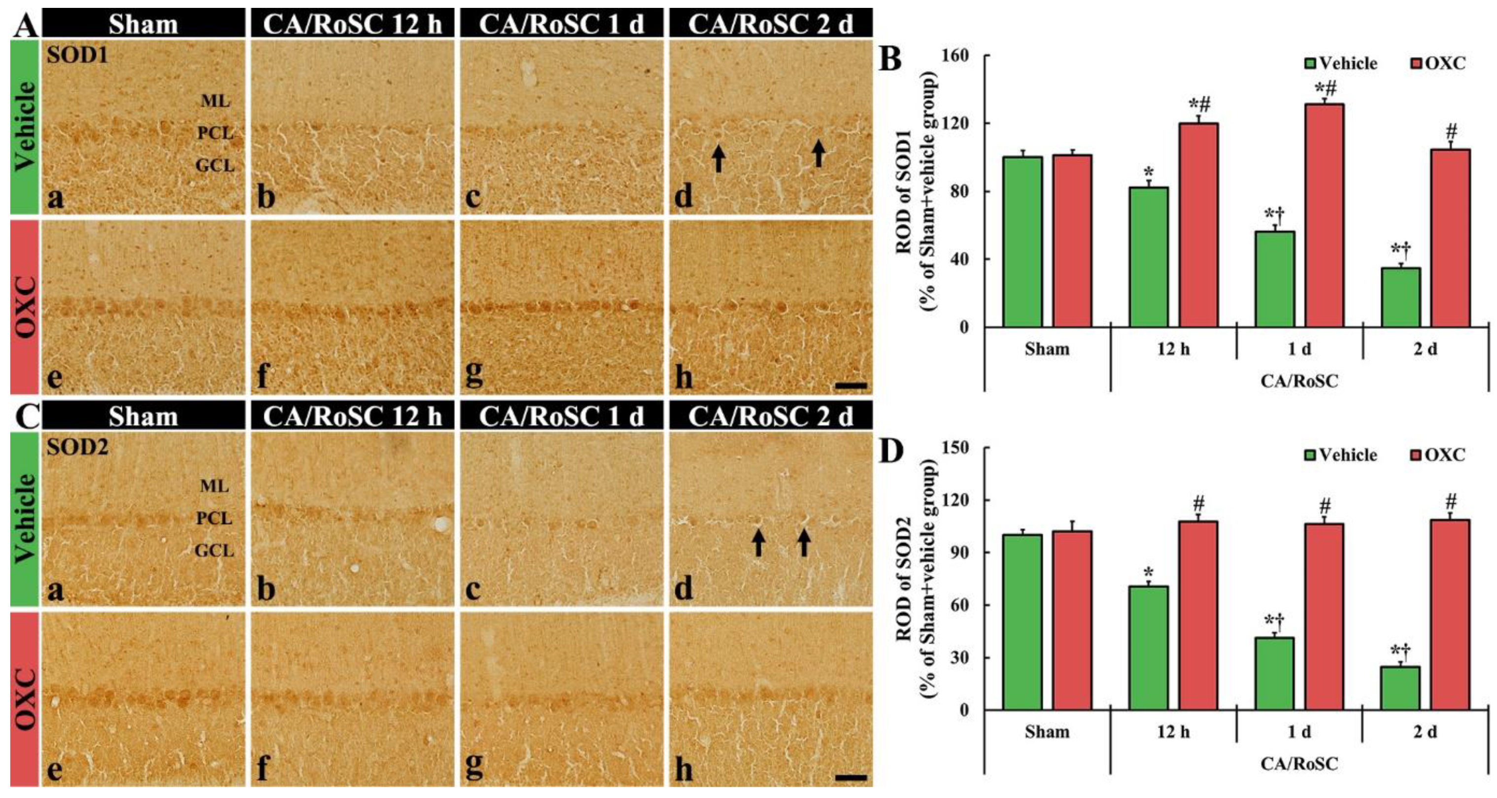 Antioxidants 11 02450 g005