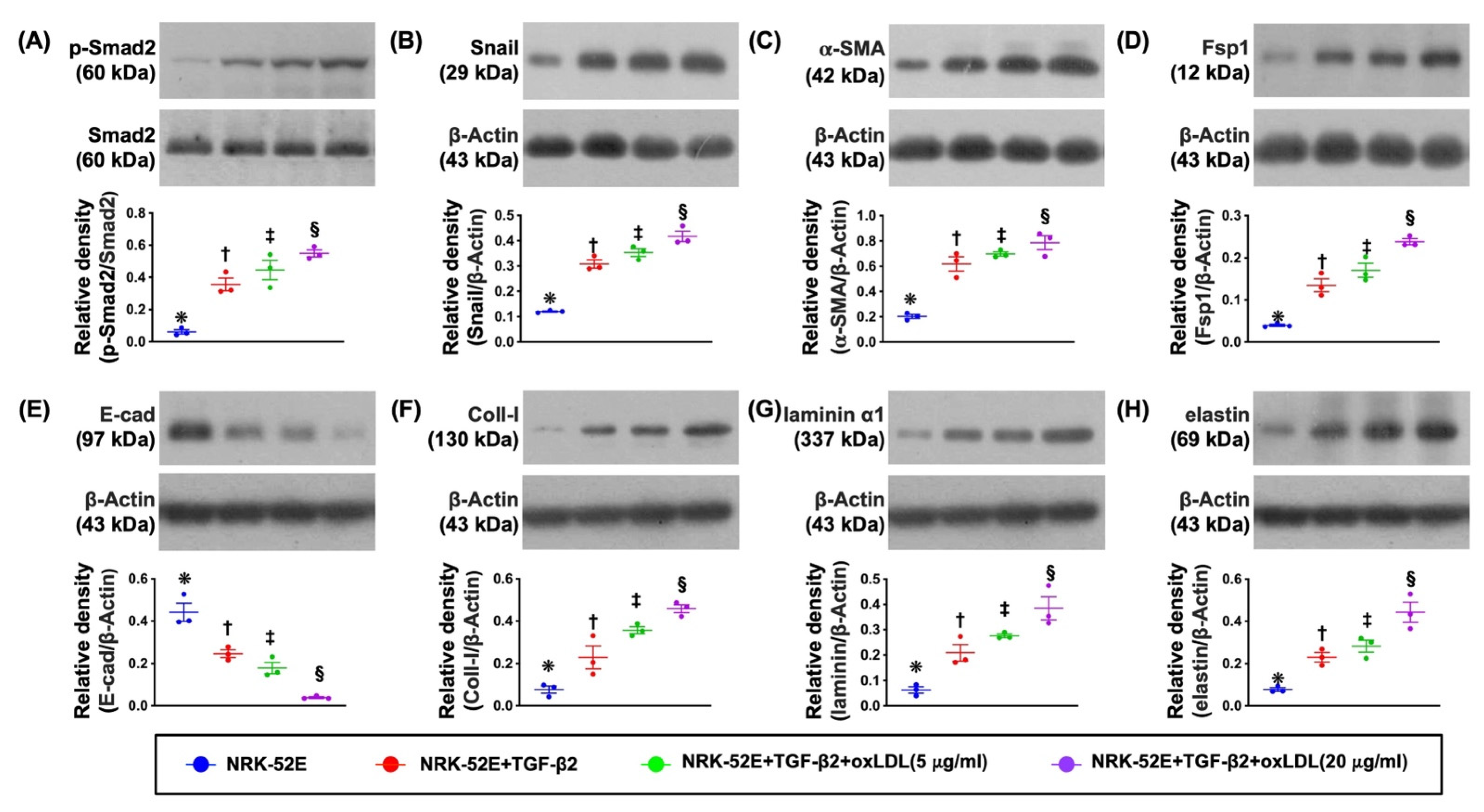 Antioxidants 11 02465 g001 Antioxidants 11 02465 g001