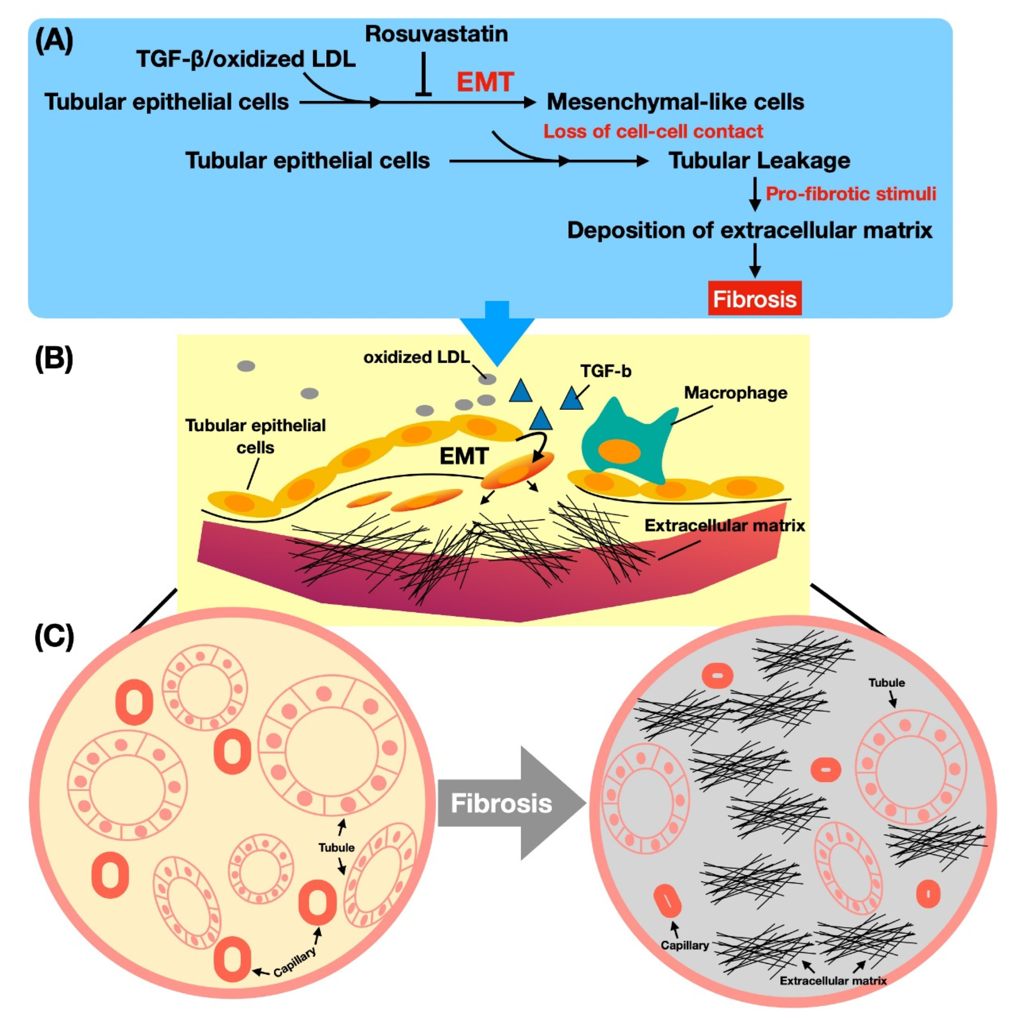 Antioxidants 11 02465 g004 Antioxidants 11 02465 g004