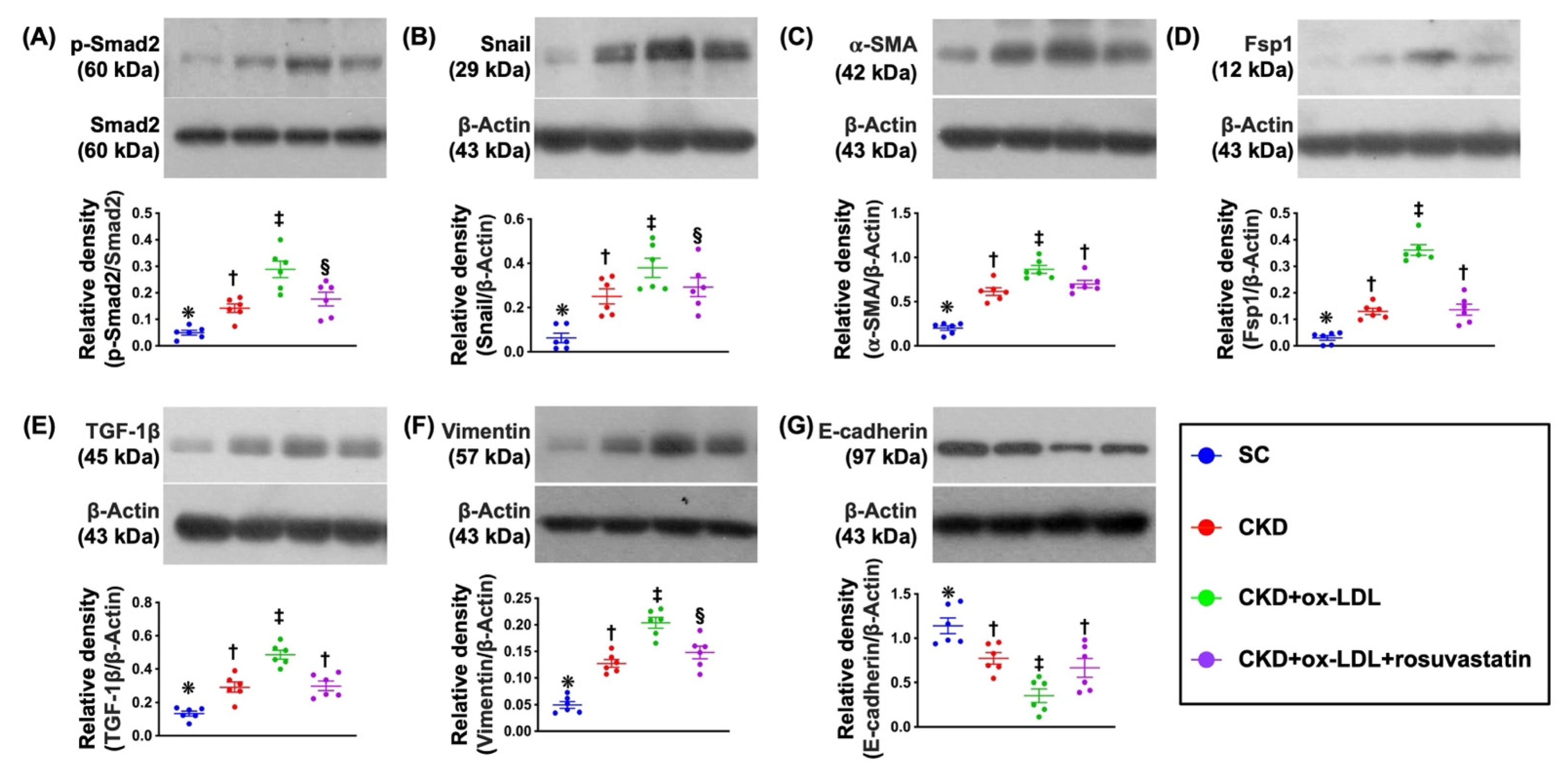 Antioxidants Vol 11 Pages 2465 Oxidized LDL Deteriorated The Renal 