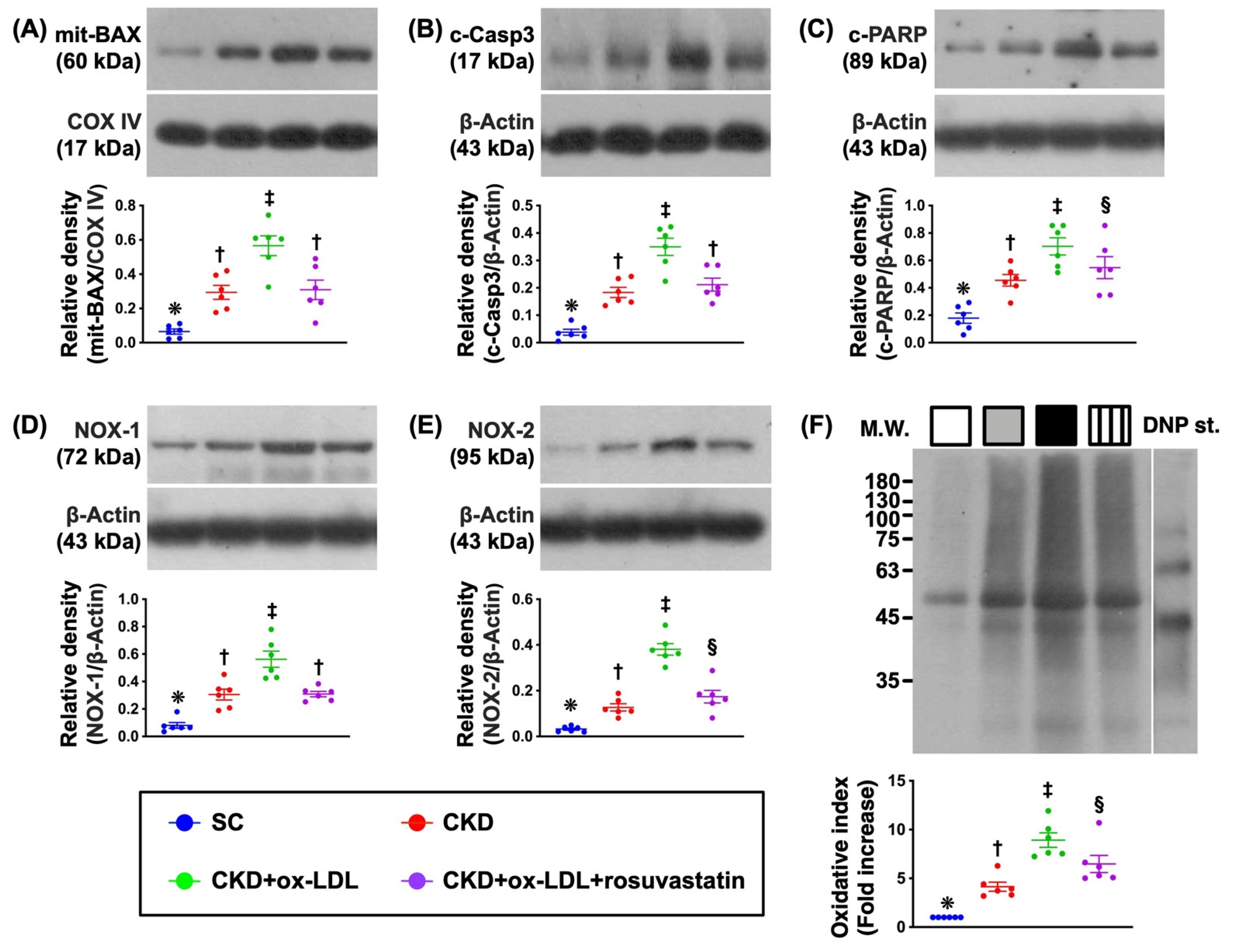 Antioxidants Vol 11 Pages 2465 Oxidized LDL Deteriorated The Renal 