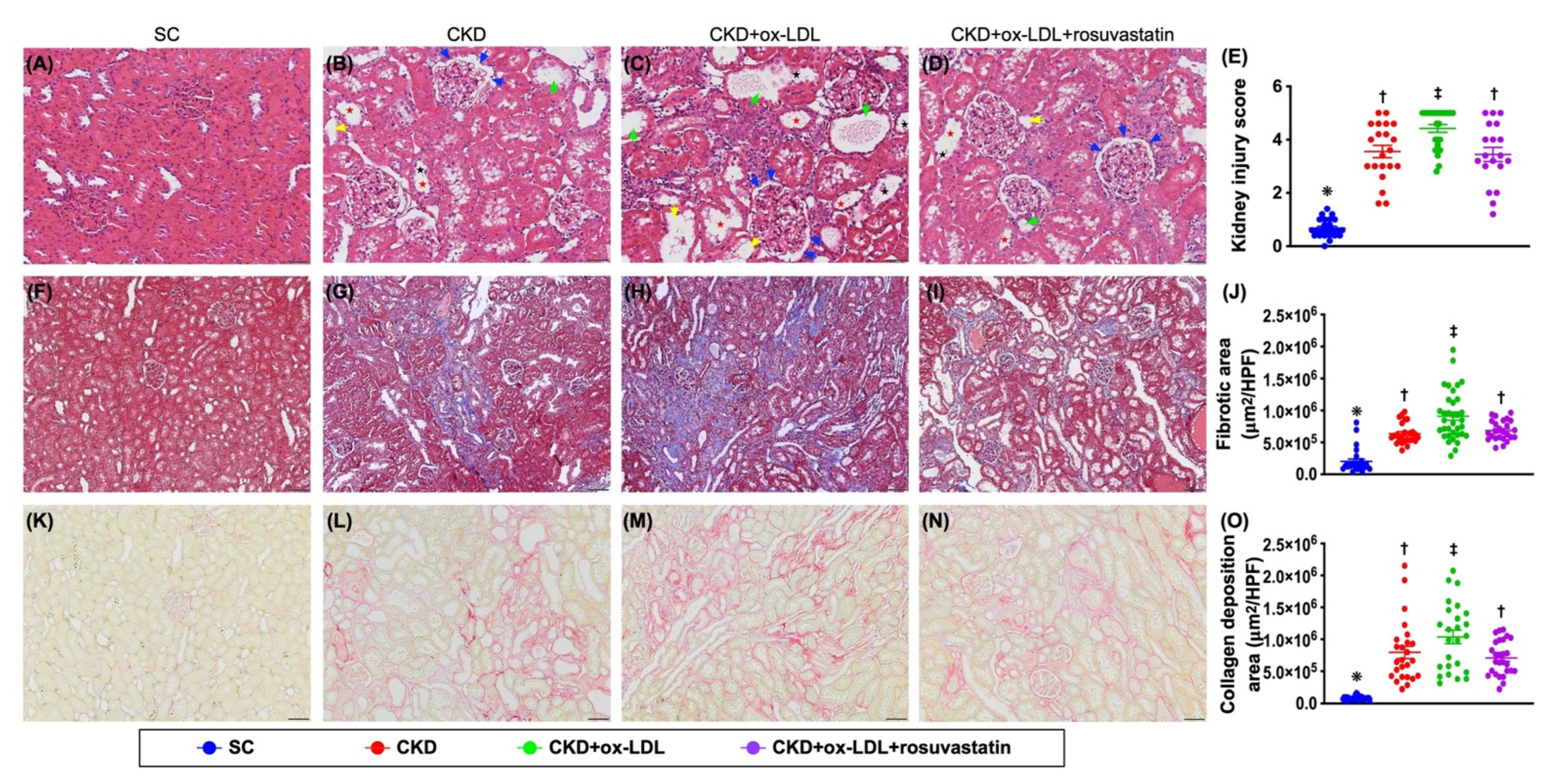 Antioxidants 11 02465 g009 Antioxidants 11 02465 g009