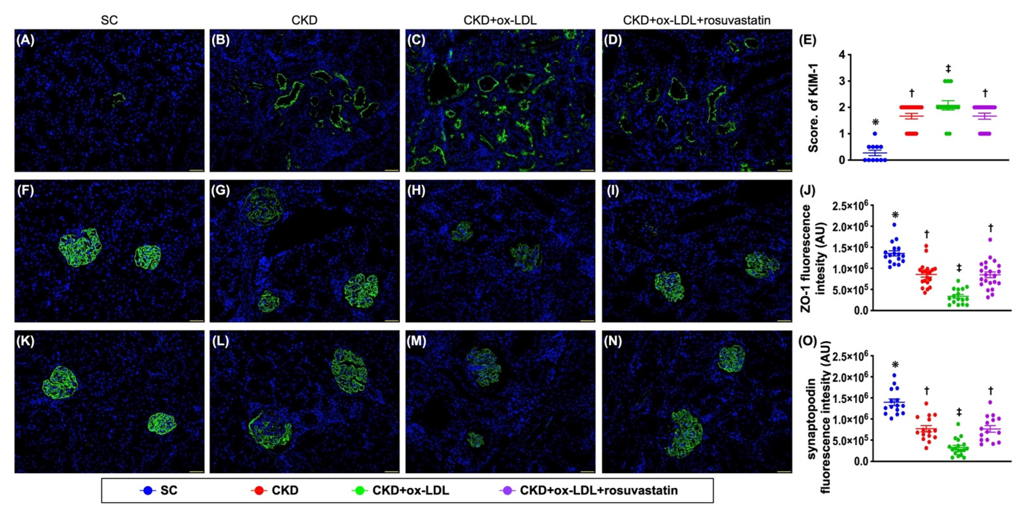 Antioxidants 11 02465 g010 Antioxidants 11 02465 g010