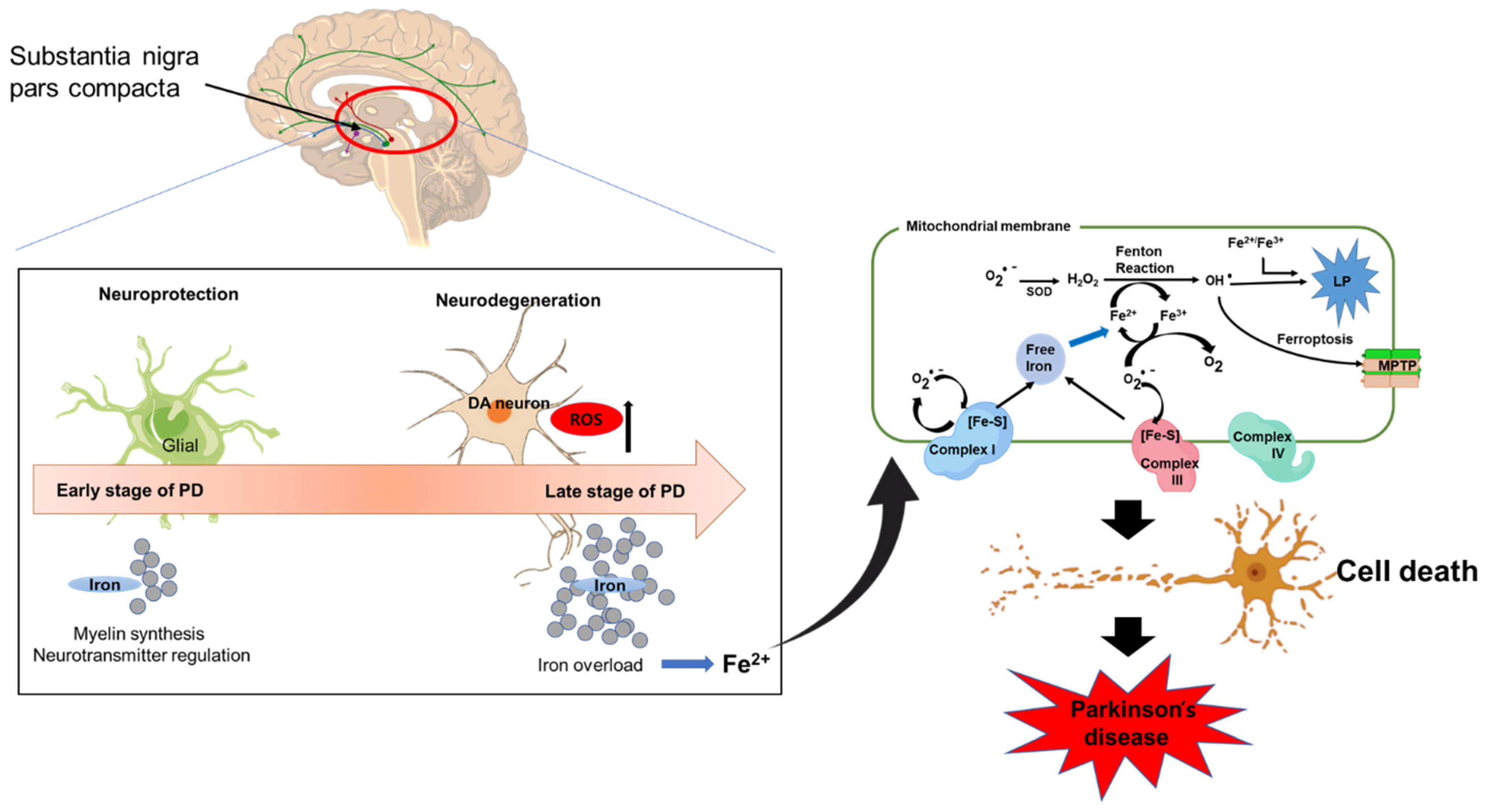 Antioxidants 11 02467 g001