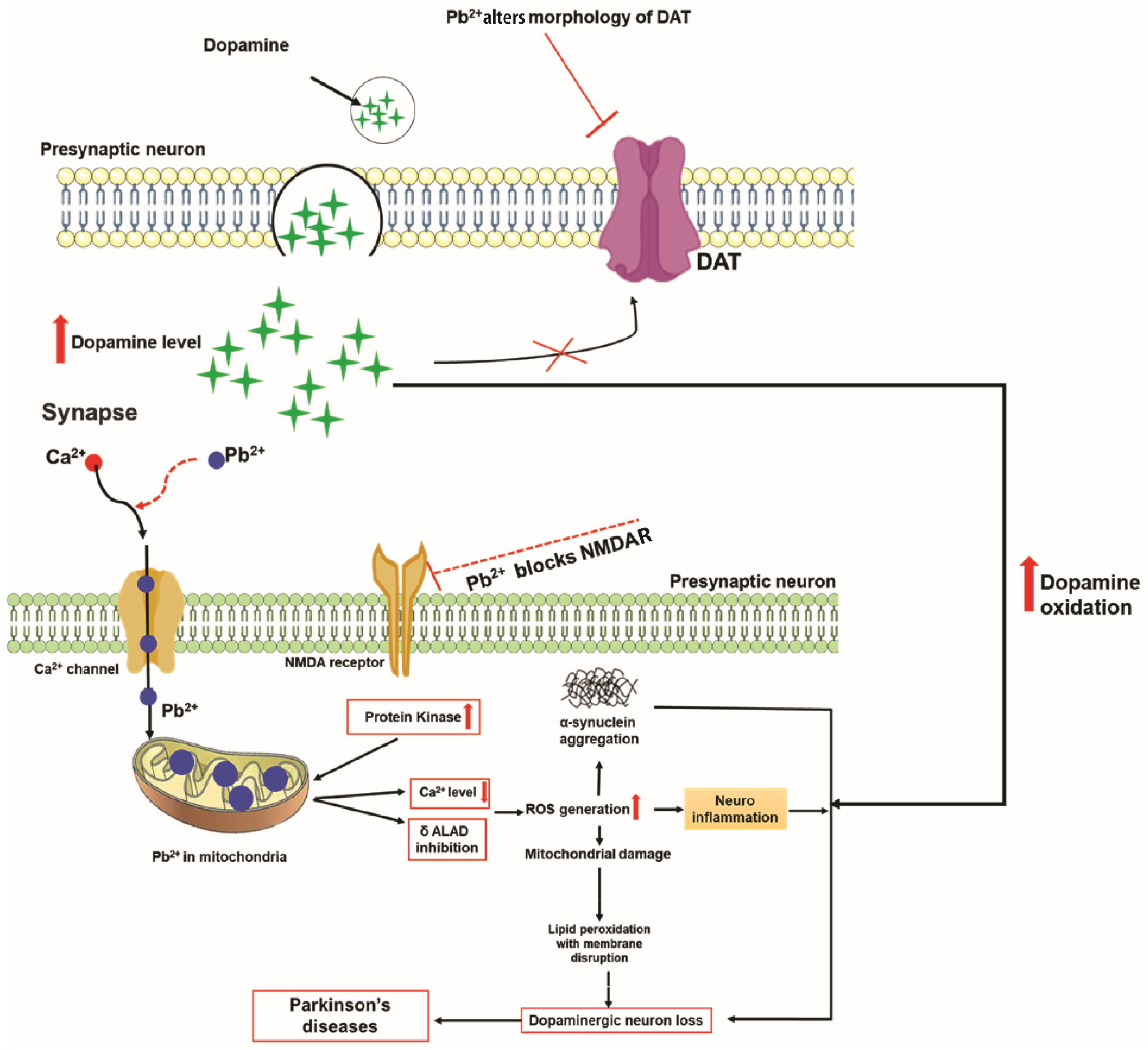 Antioxidants 11 02467 g005