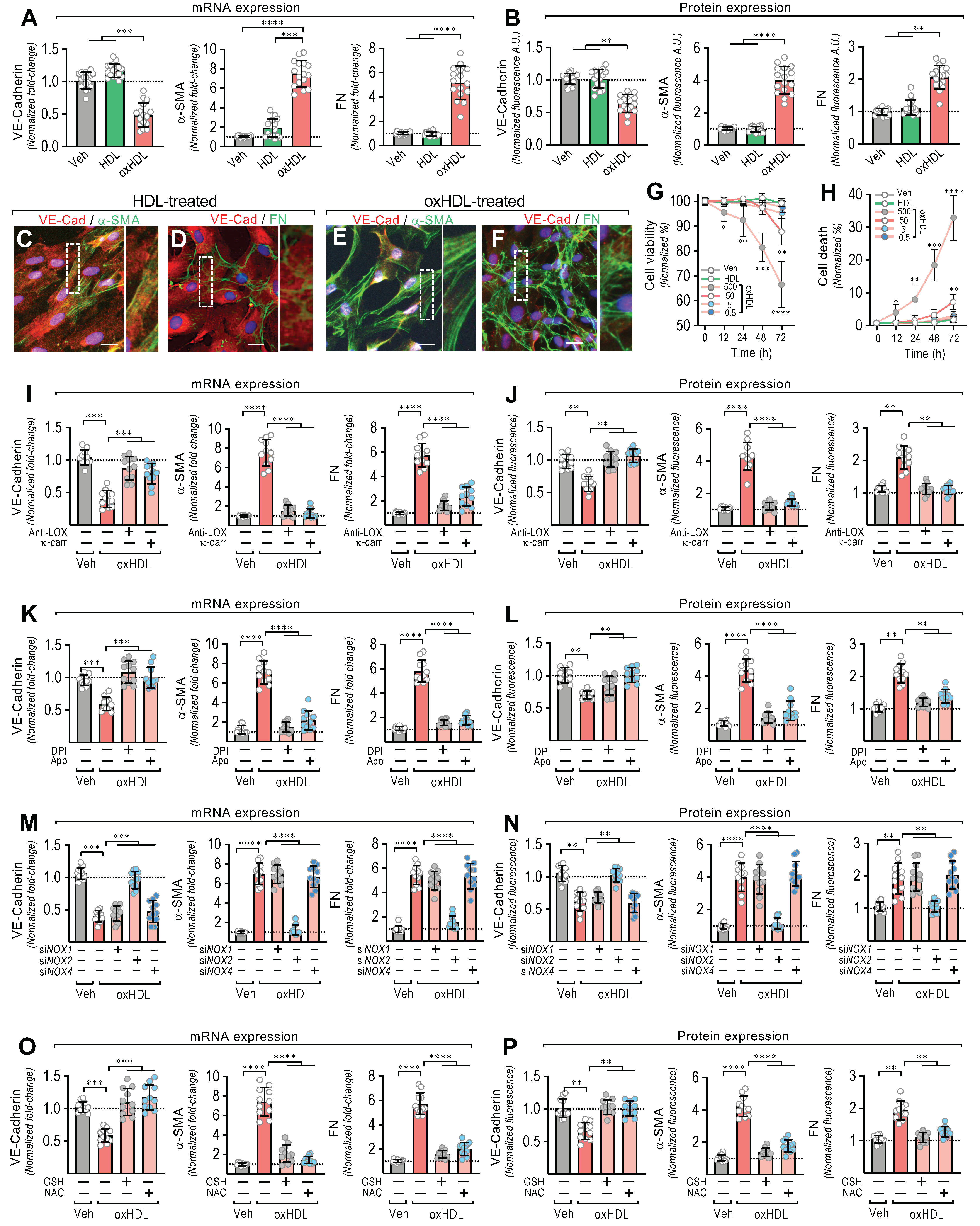Antioxidants 11 02469 g001 Antioxidants 11 02469 g001