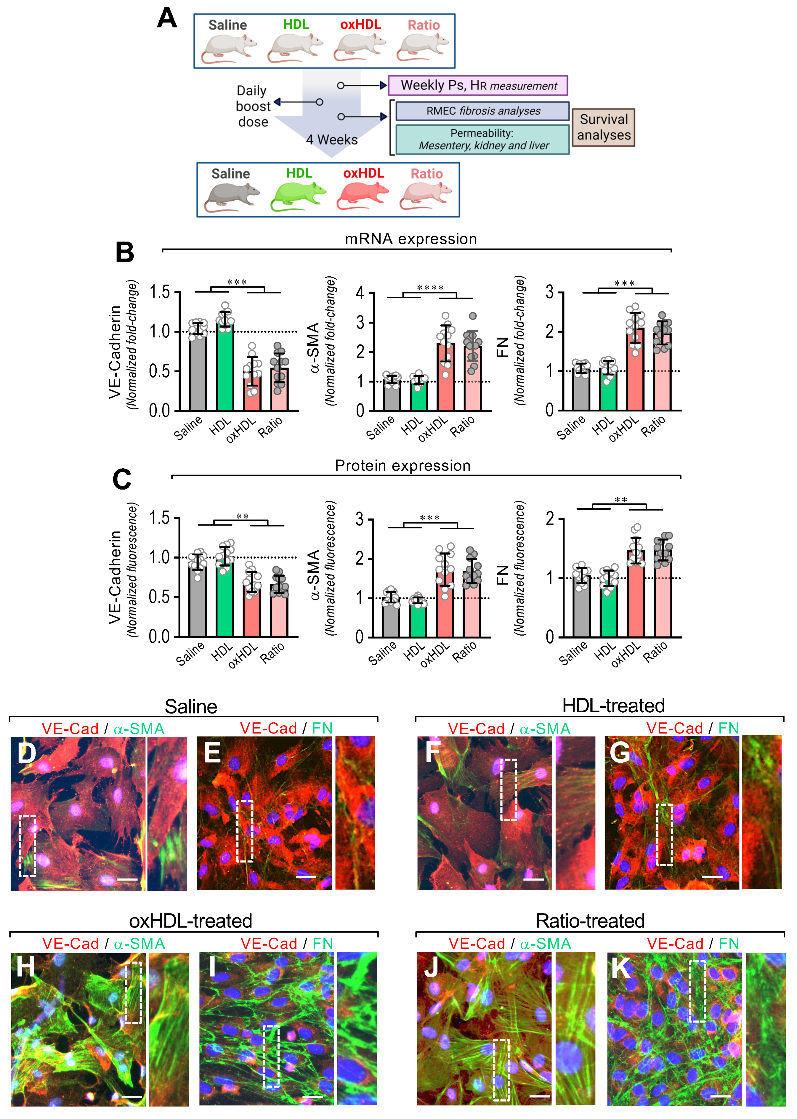 Antioxidants 11 02469 g004 Antioxidants 11 02469 g004