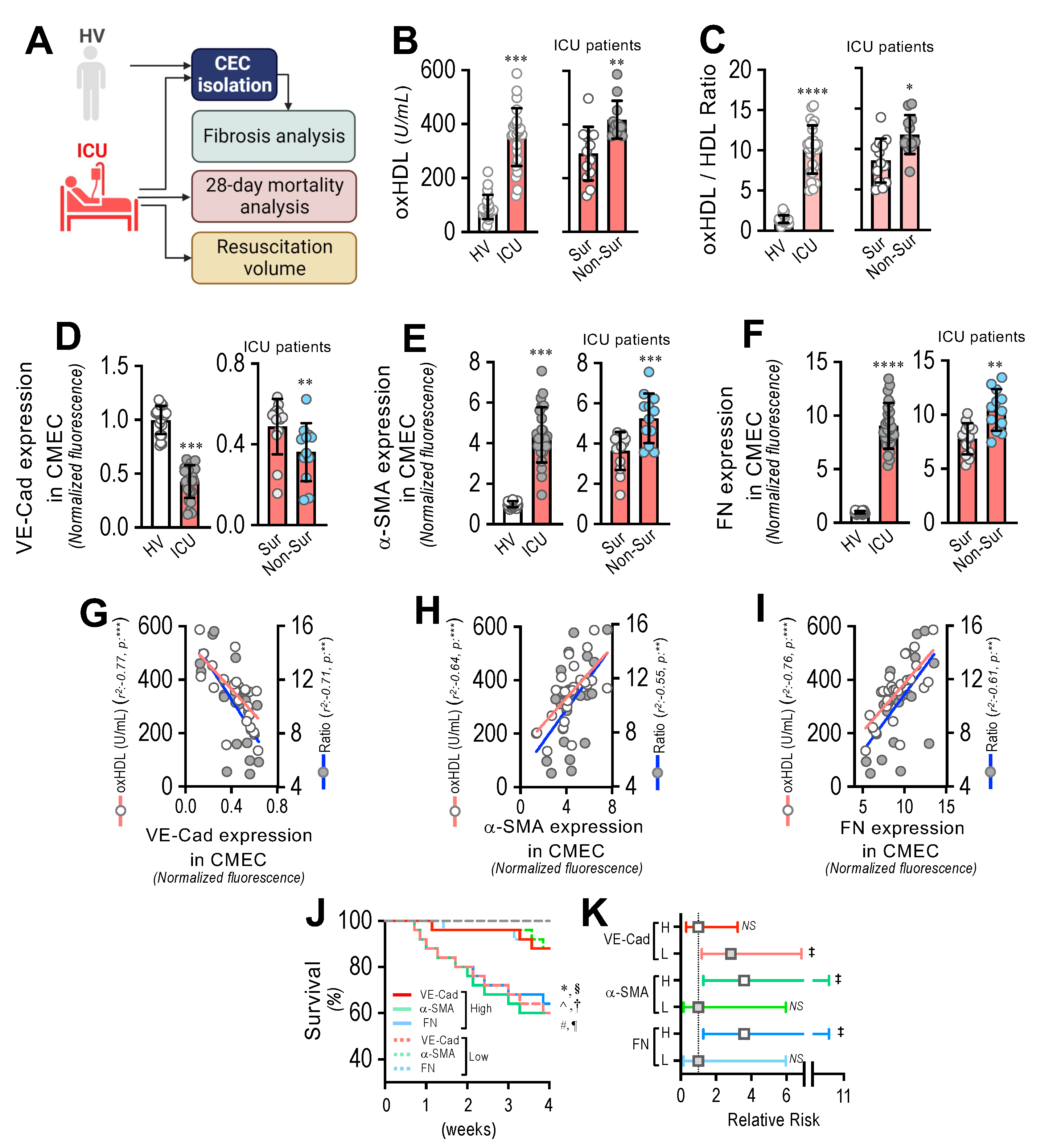 Antioxidants 11 02469 g008 Antioxidants 11 02469 g008