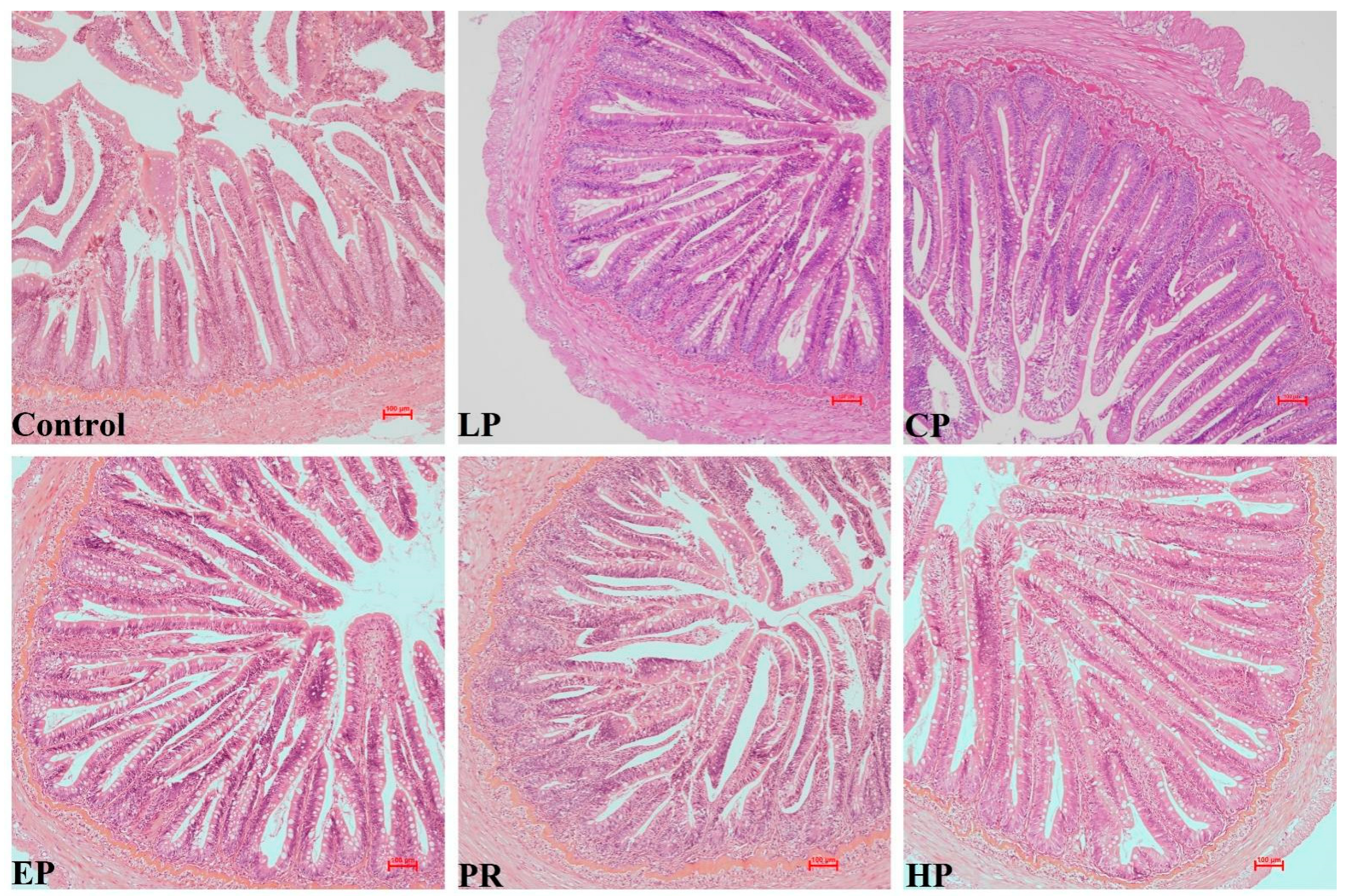 Antioxidants 11 02473 g003 Antioxidants 11 02473 g003