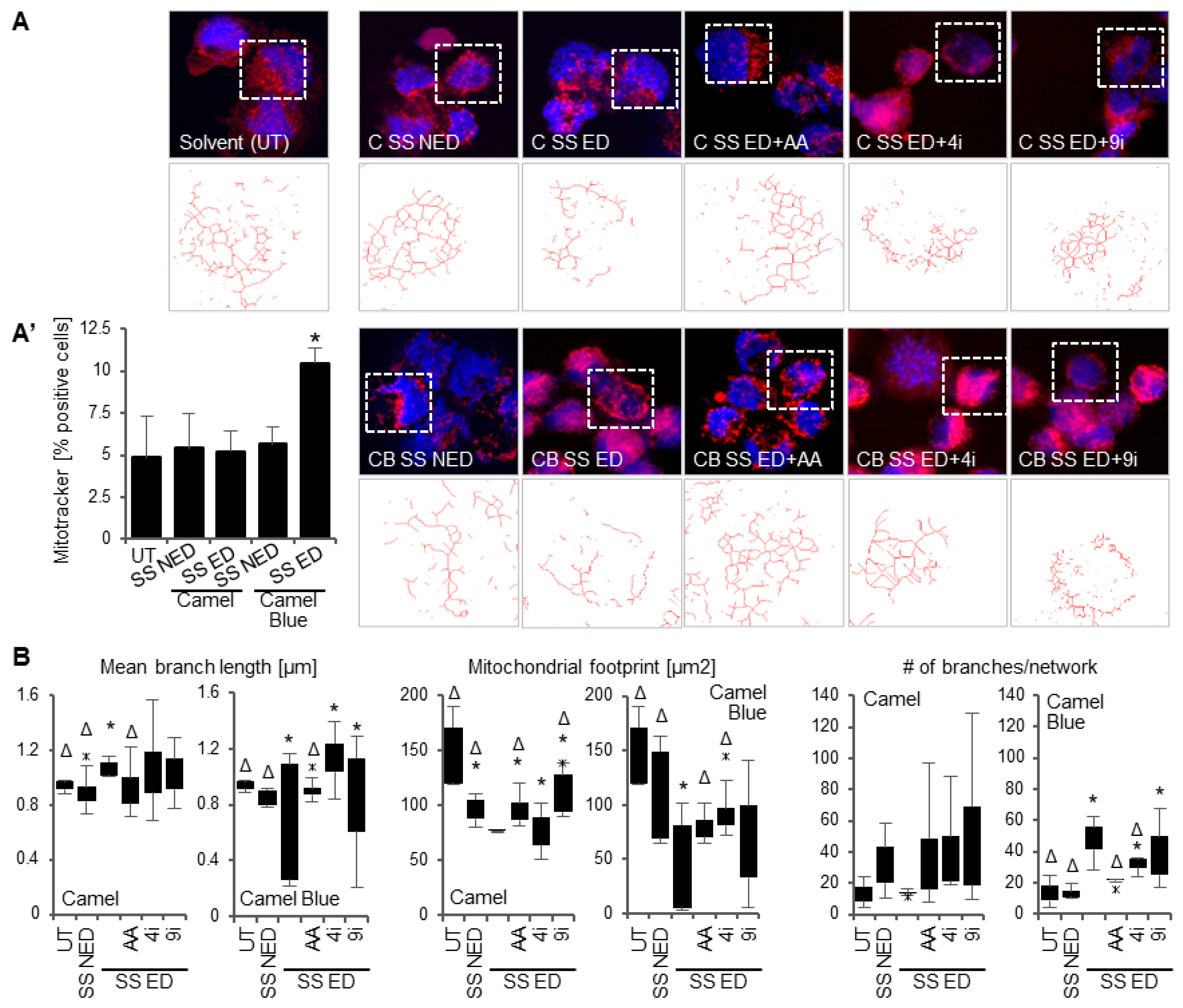 Antioxidants 11 02474 g006 Antioxidants 11 02474 g006