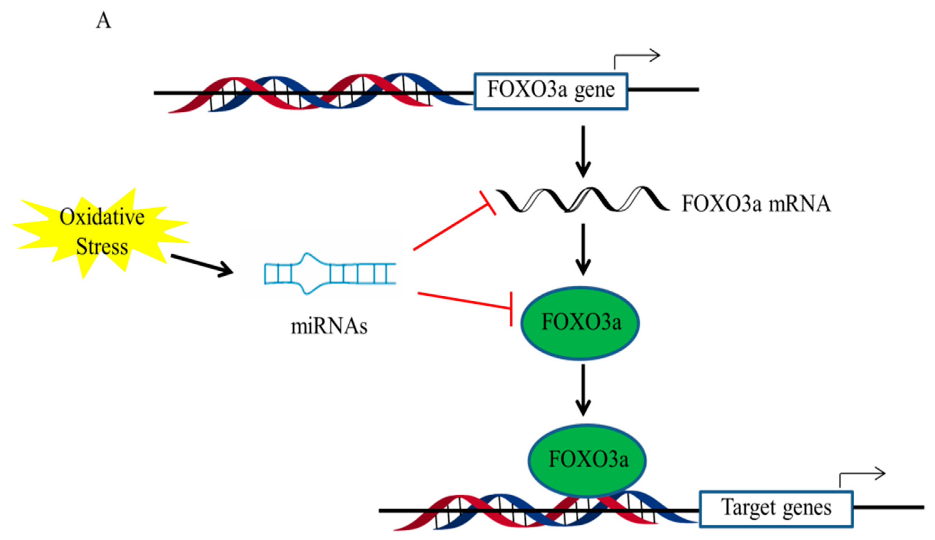 Antioxidants 11 02478 g003a Antioxidants 11 02478 g003a