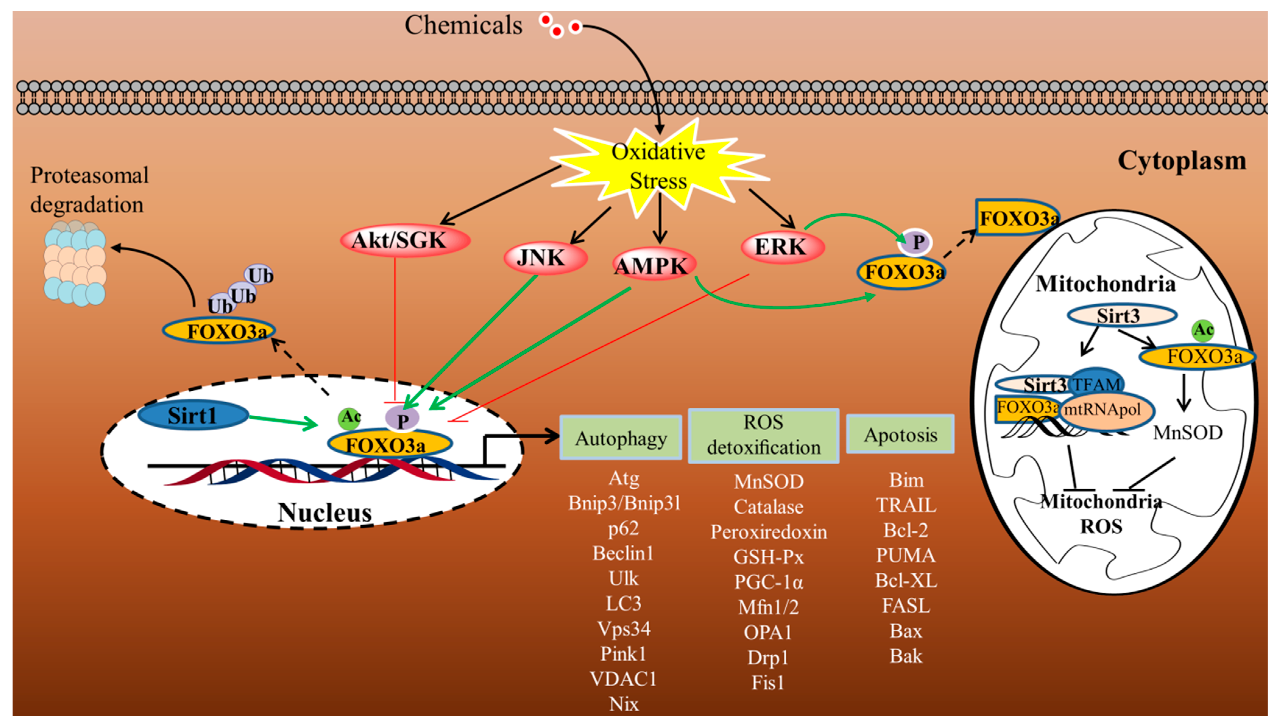 Antioxidants 11 02478 g004 Antioxidants 11 02478 g004
