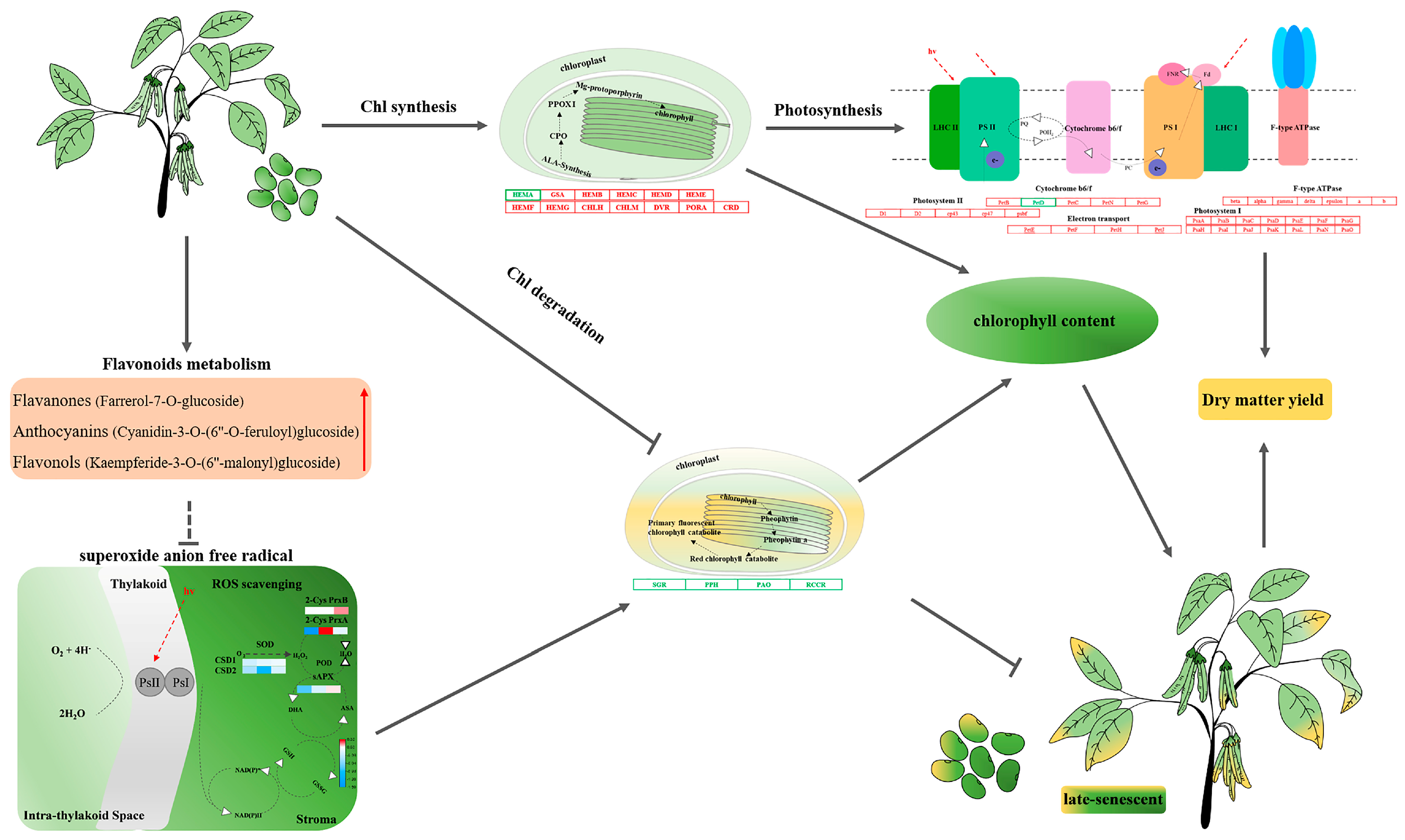 Antioxidants 11 02480 g007 Antioxidants 11 02480 g007
