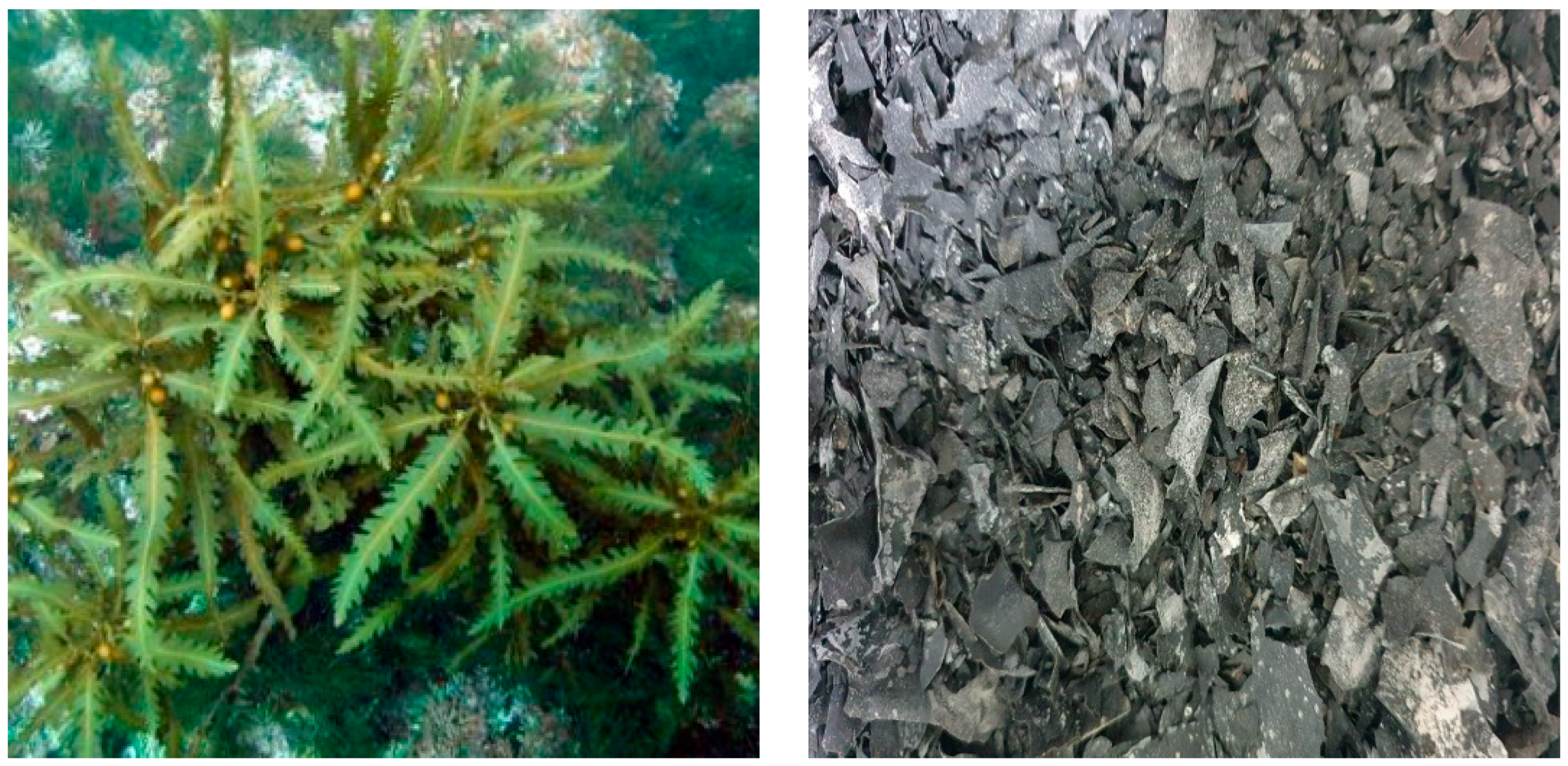 Antioxidants 11 02483 g001