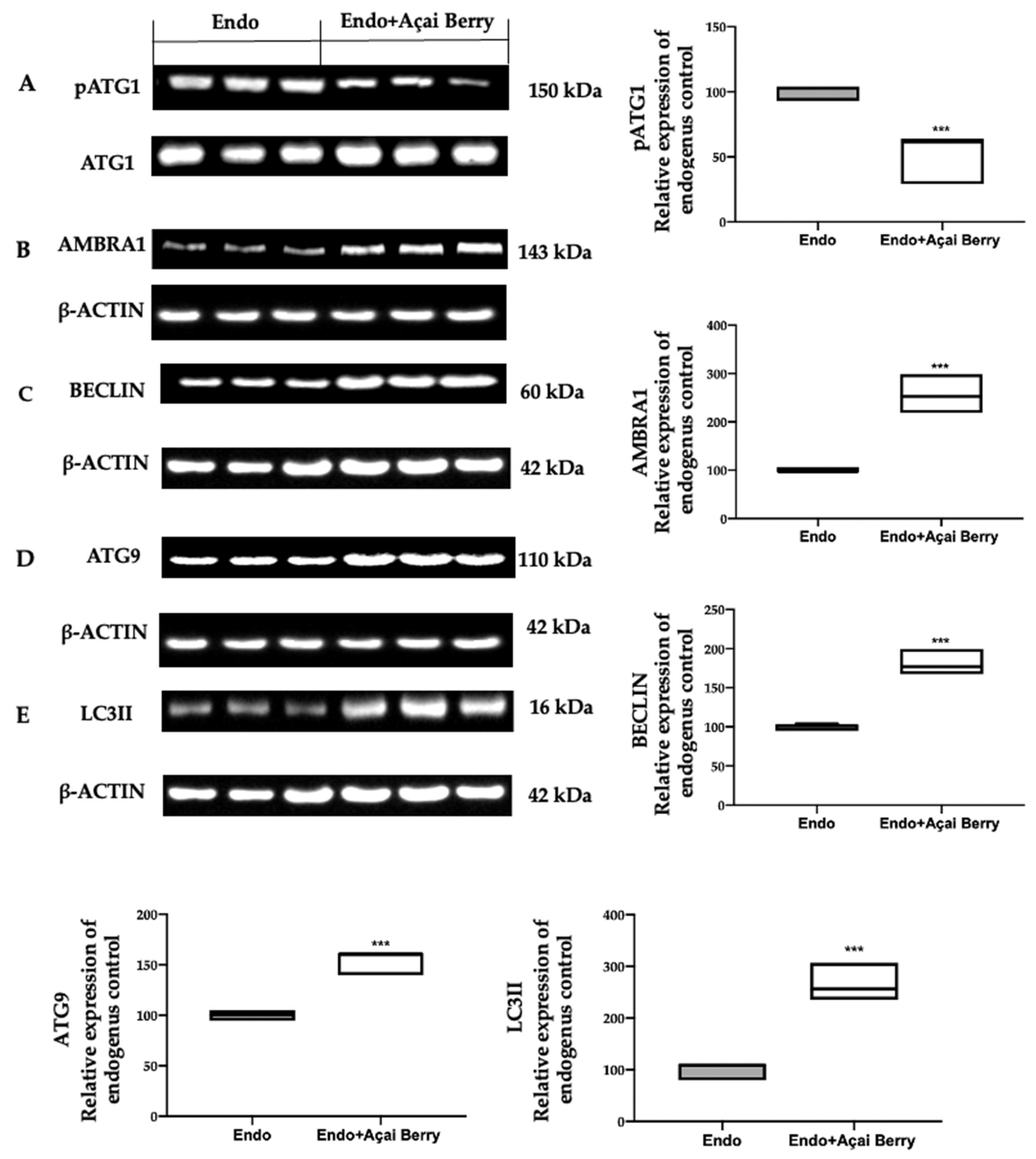 Antioxidants 11 02484 g004 Antioxidants 11 02484 g004