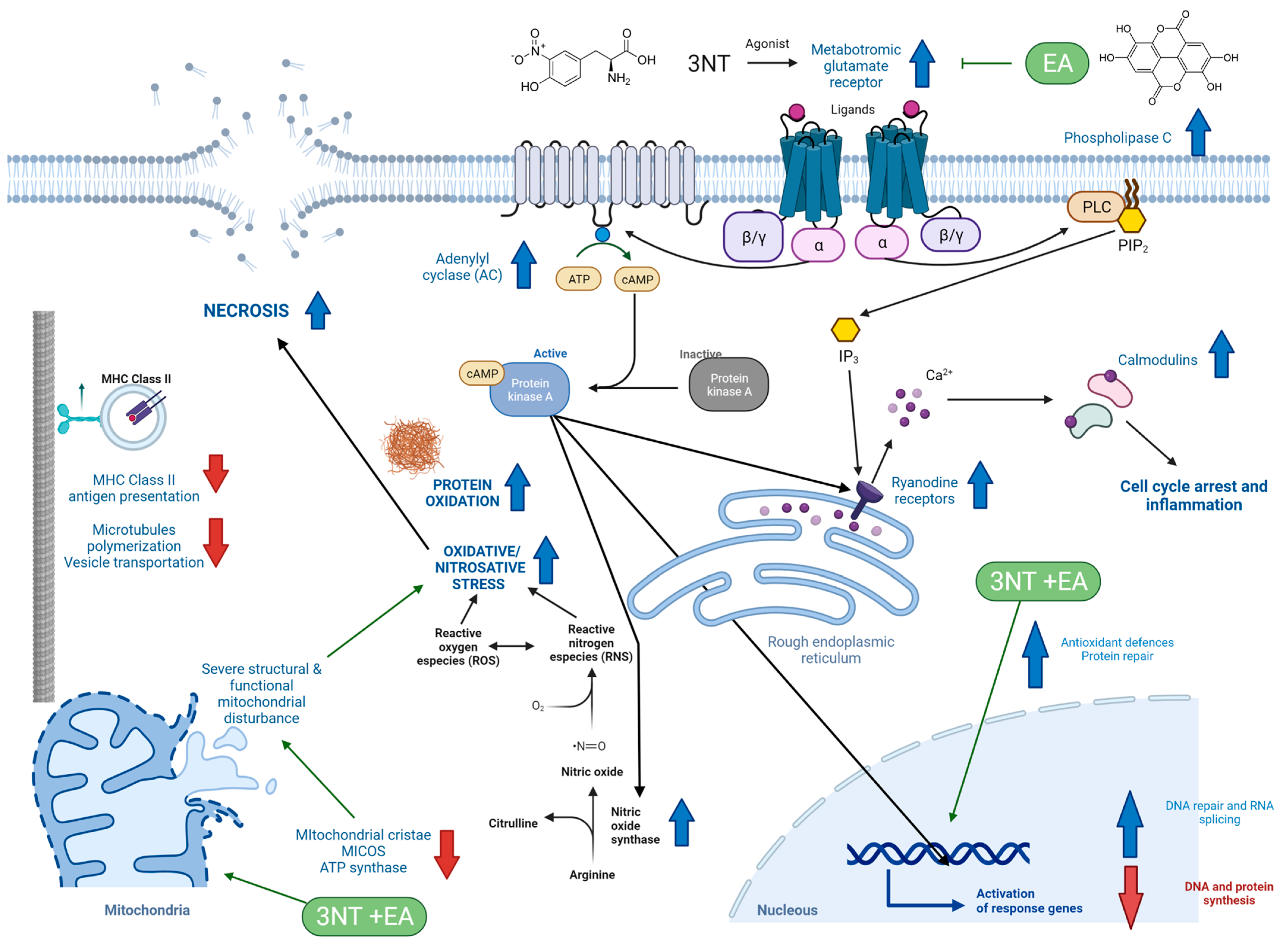 Antioxidants 11 02485 g004 Antioxidants 11 02485 g004