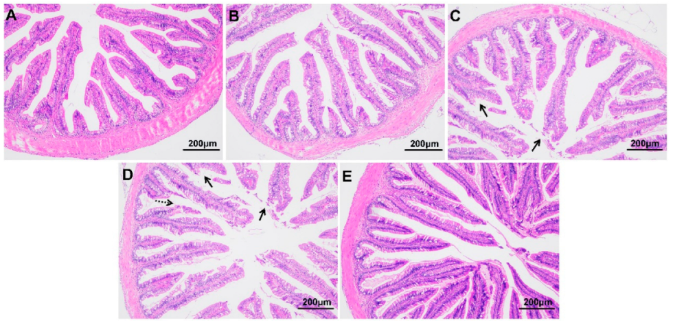 Antioxidants 12 00001 g003