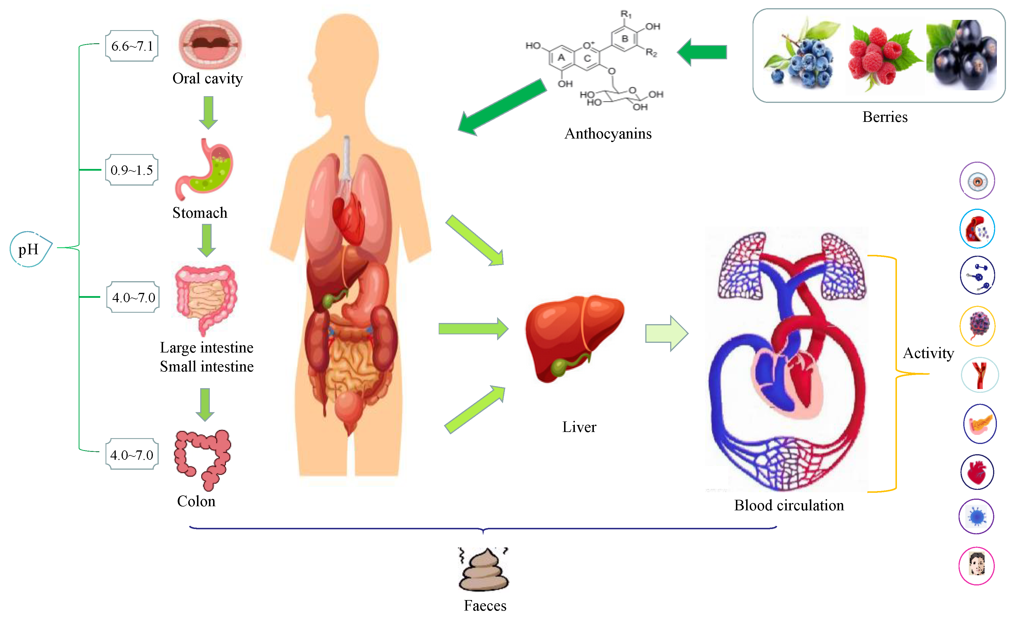Anthocyanins supplier Anthocyanins supplier