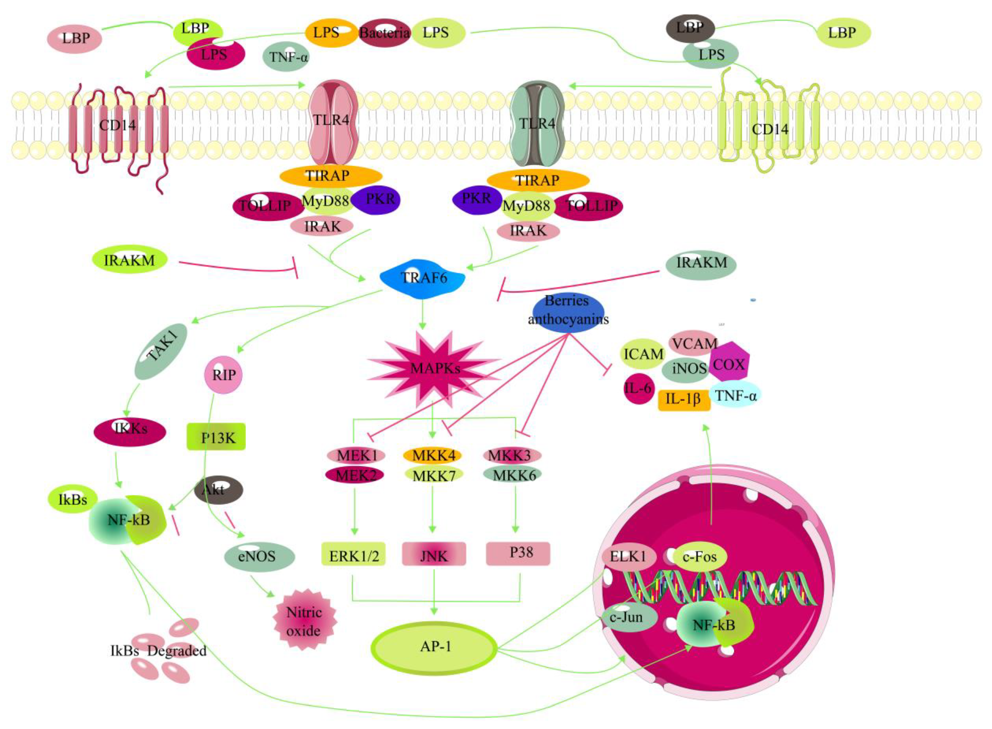Antioxidants 12 00003 g005 Antioxidants 12 00003 g005