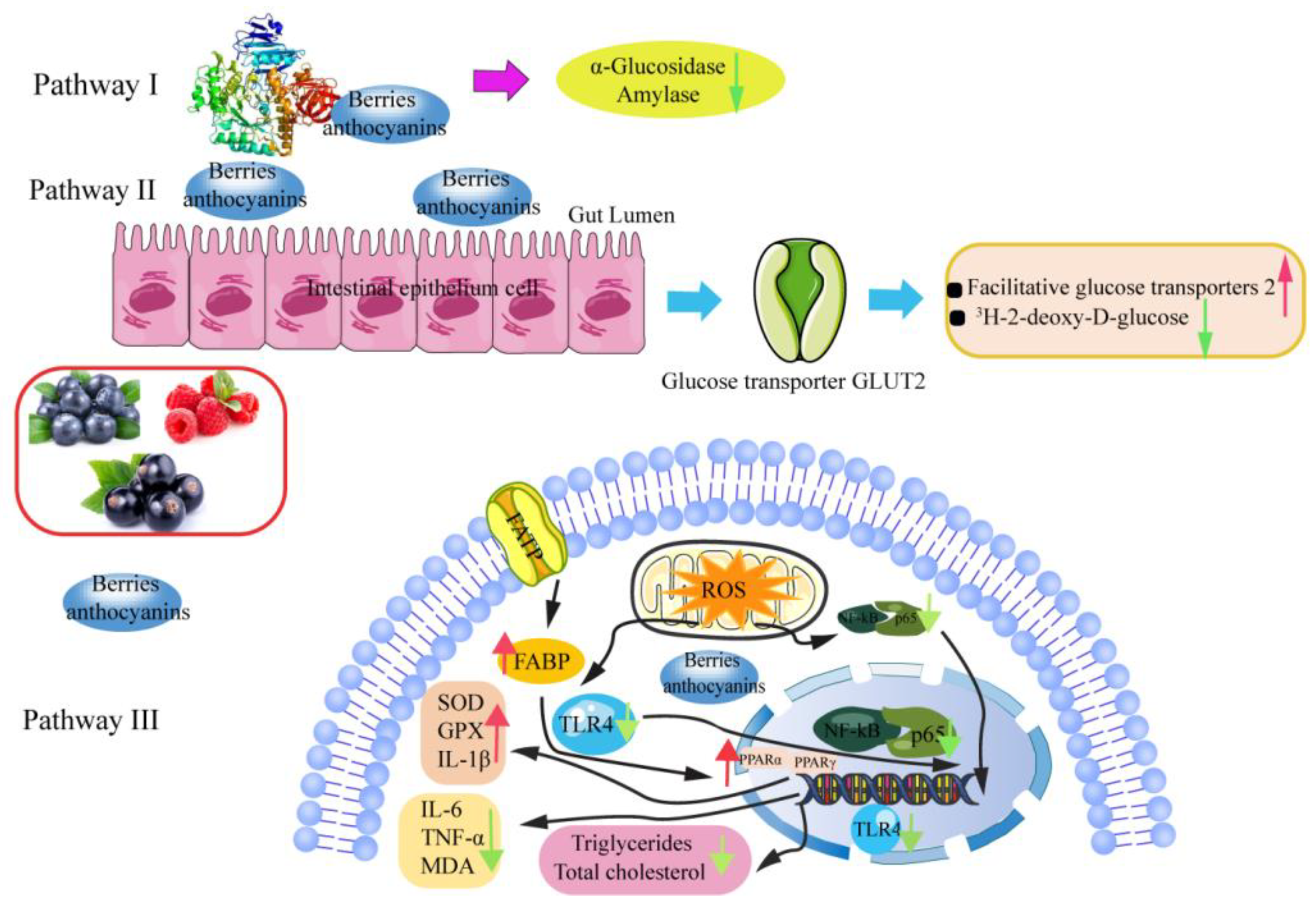 Antioxidants 12 00003 g006 Antioxidants 12 00003 g006