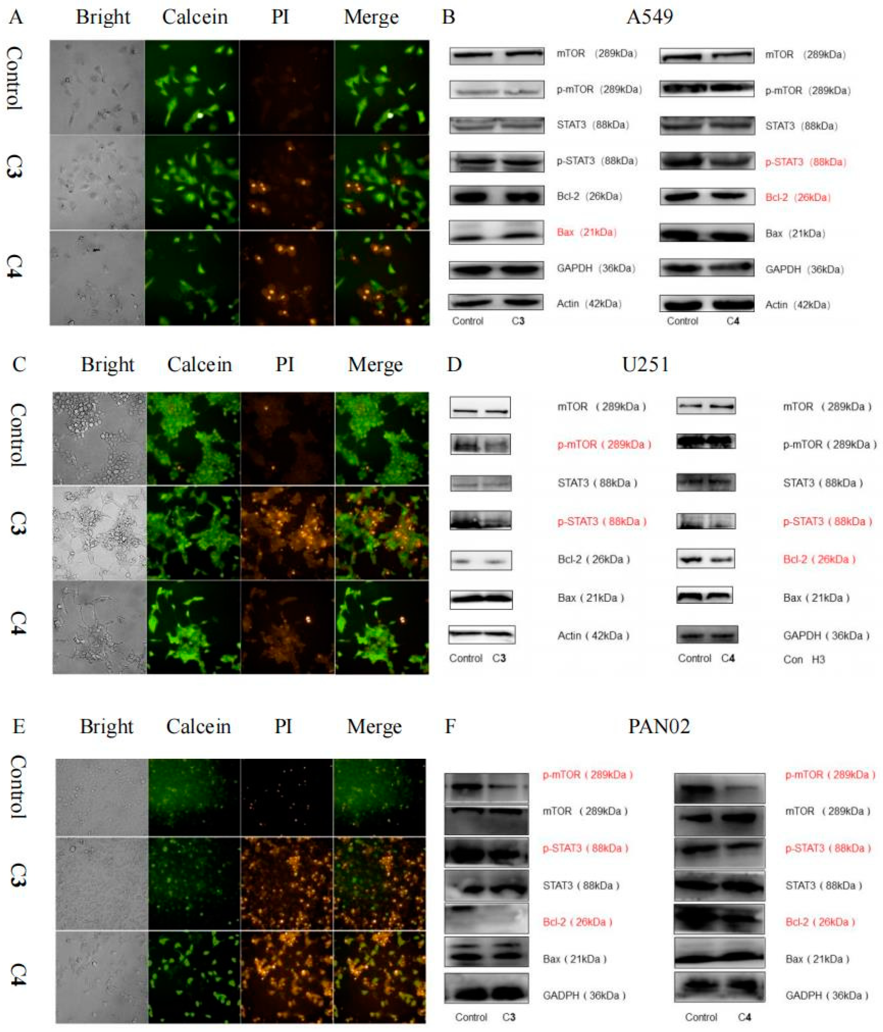 Antioxidants 12 00007 g003