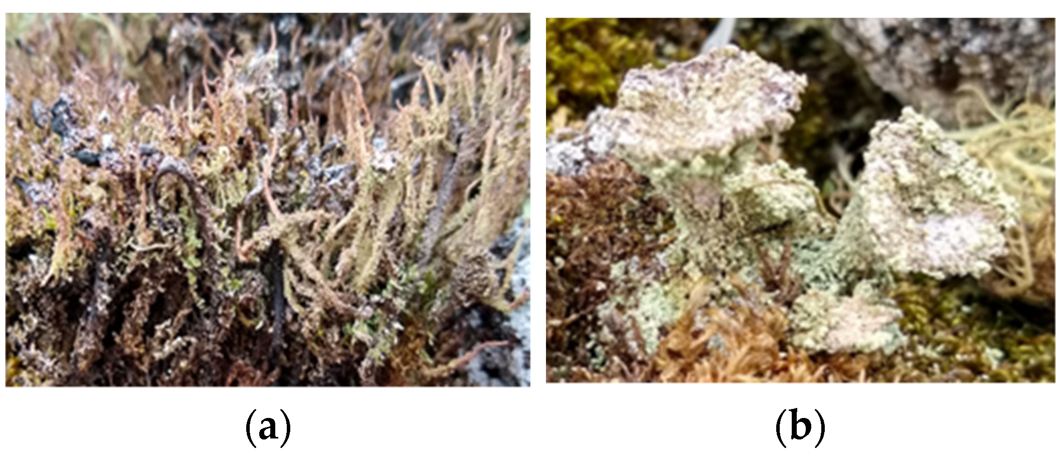 Antioxidants 12 00010 g001 Antioxidants 12 00010 g001