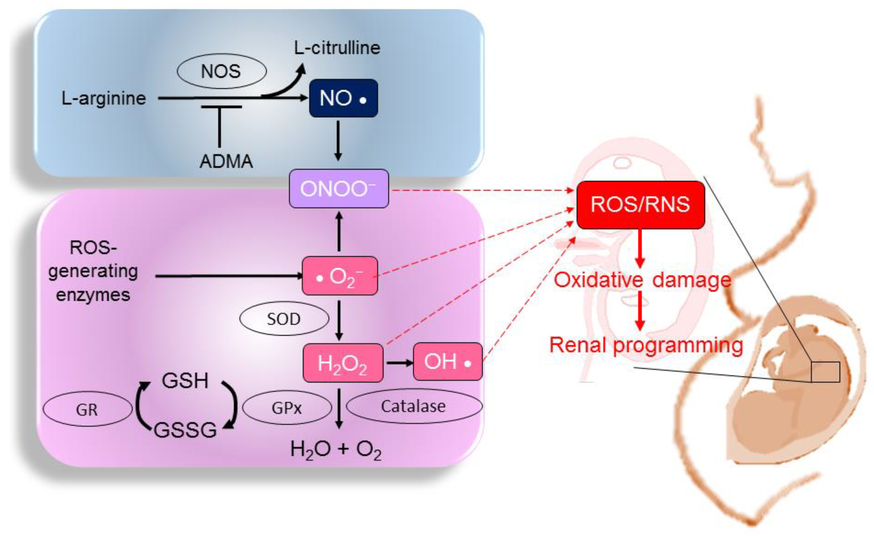 Perinatal Oxidative Stress and Kidney Health Bridging the Gap between