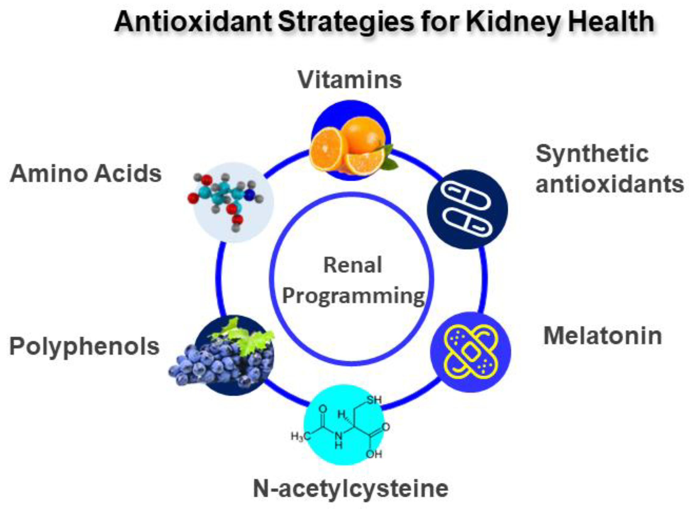 Perinatal Oxidative Stress and Kidney Health Bridging the Gap between