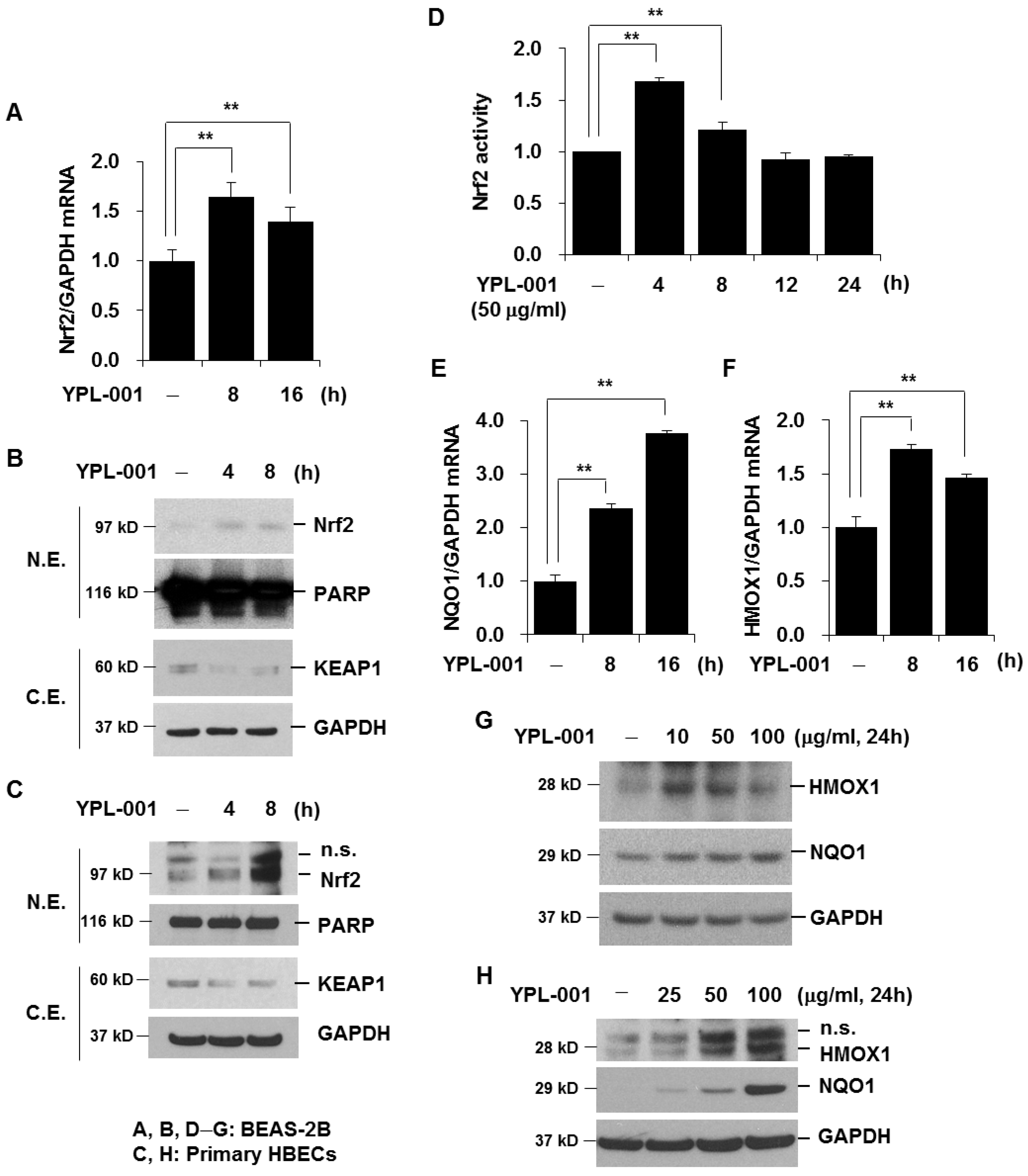 Antioxidants 12 00015 g004 Antioxidants 12 00015 g004