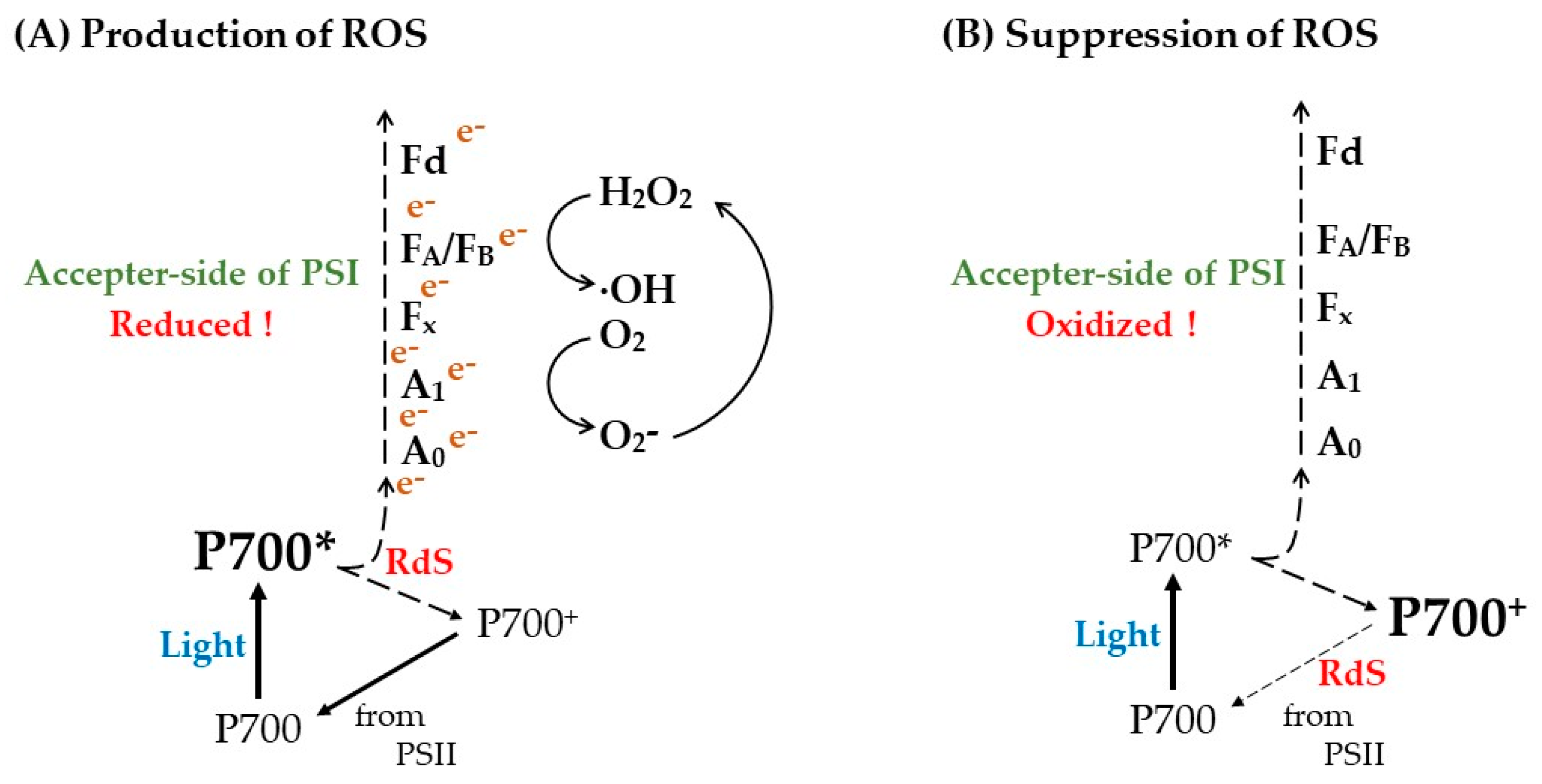 Antioxidants 12 00021 g006 Antioxidants 12 00021 g006